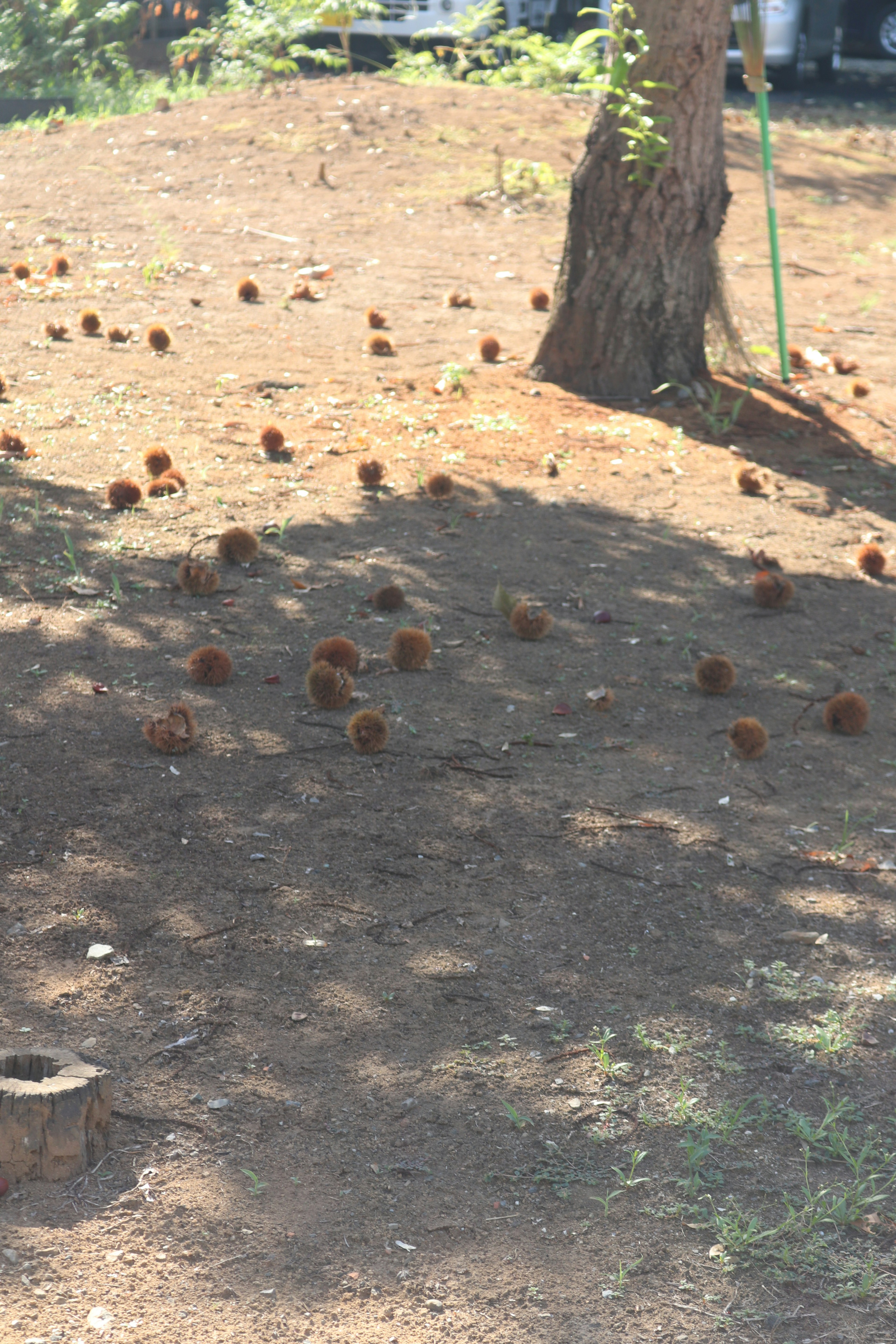 A view of scattered pine cones on the ground