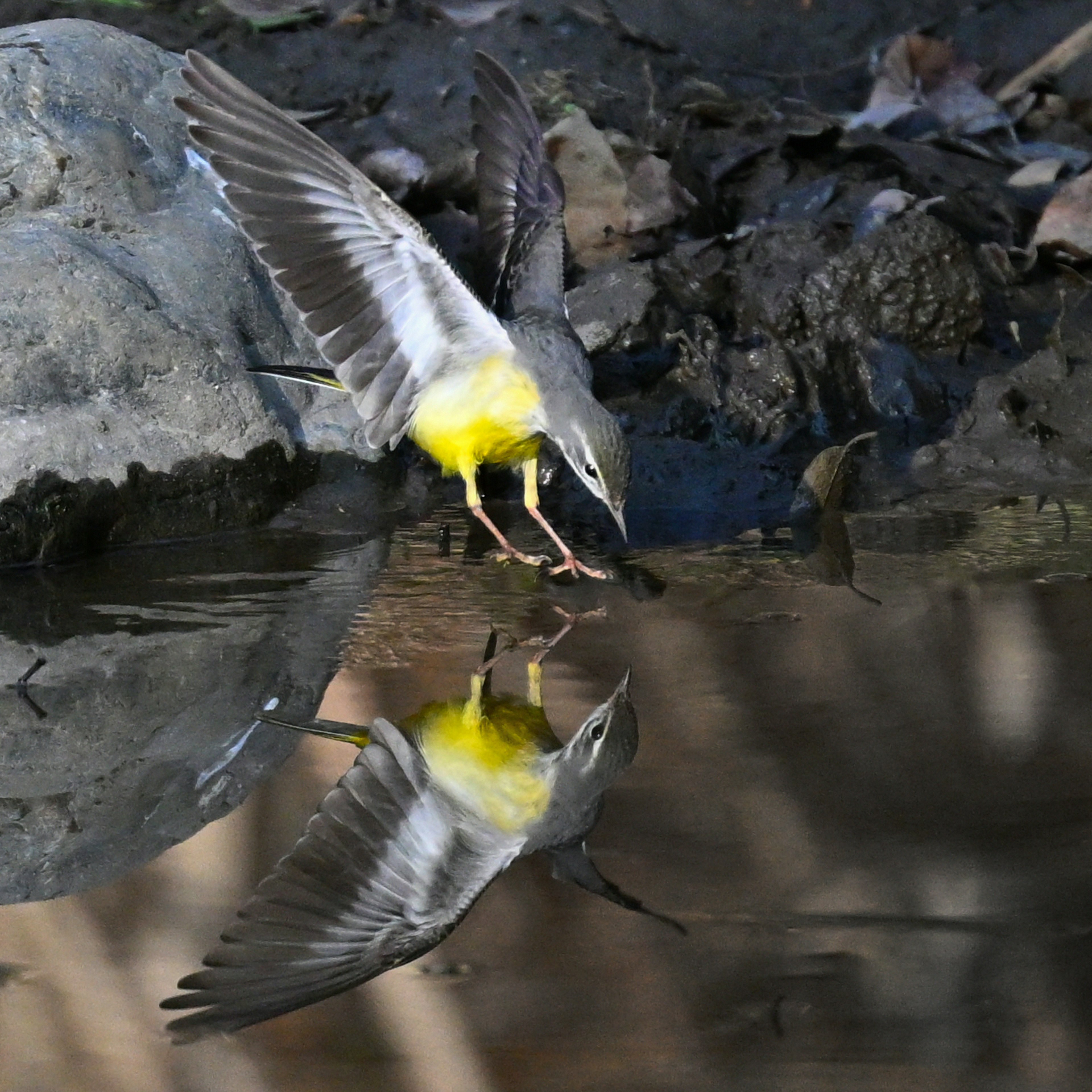 Un ave de vientre amarillo bebiendo agua con su reflejo en la superficie