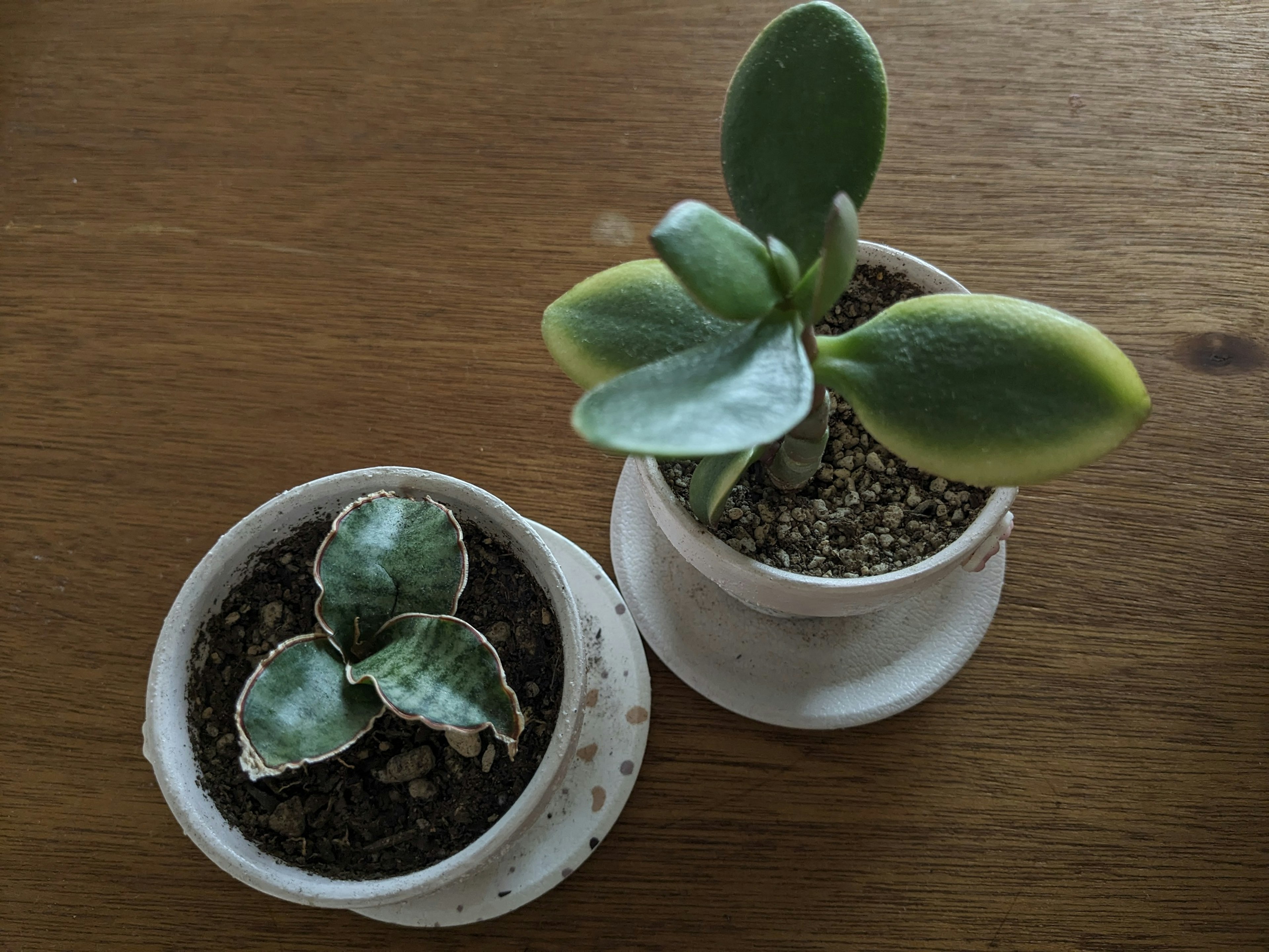 Two small succulent plants in white pots on a wooden surface