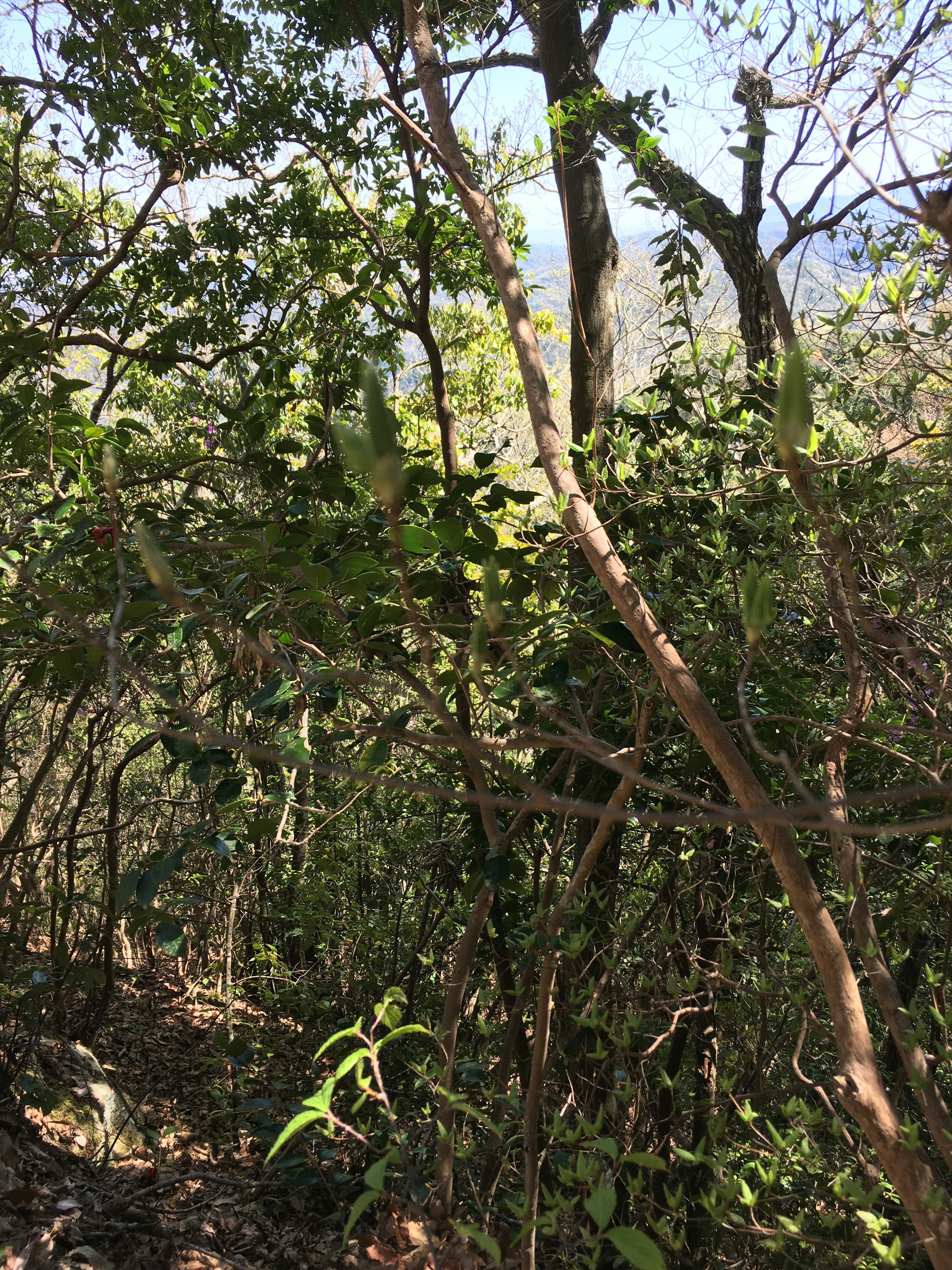 Lush trees and dense foliage in a natural landscape