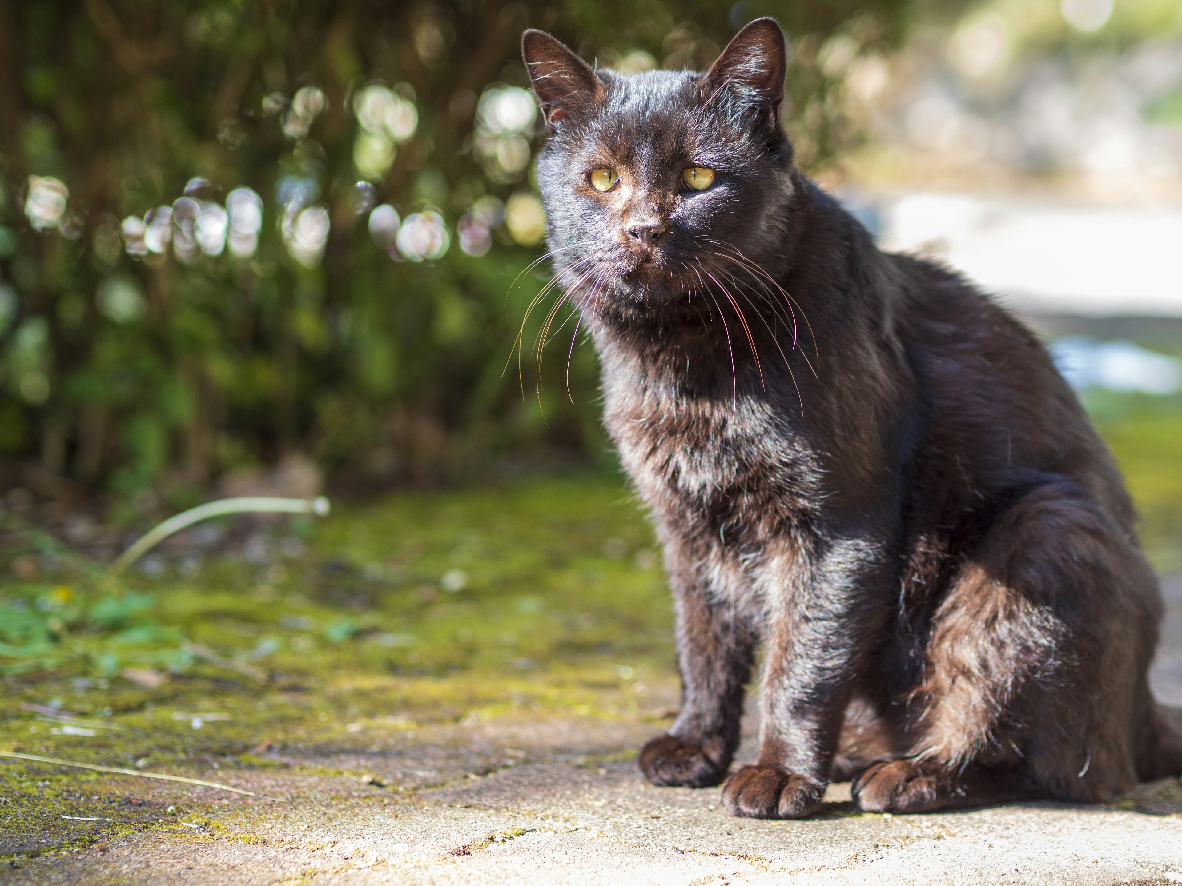 Eine schwarze Katze sitzt draußen in der Sonne