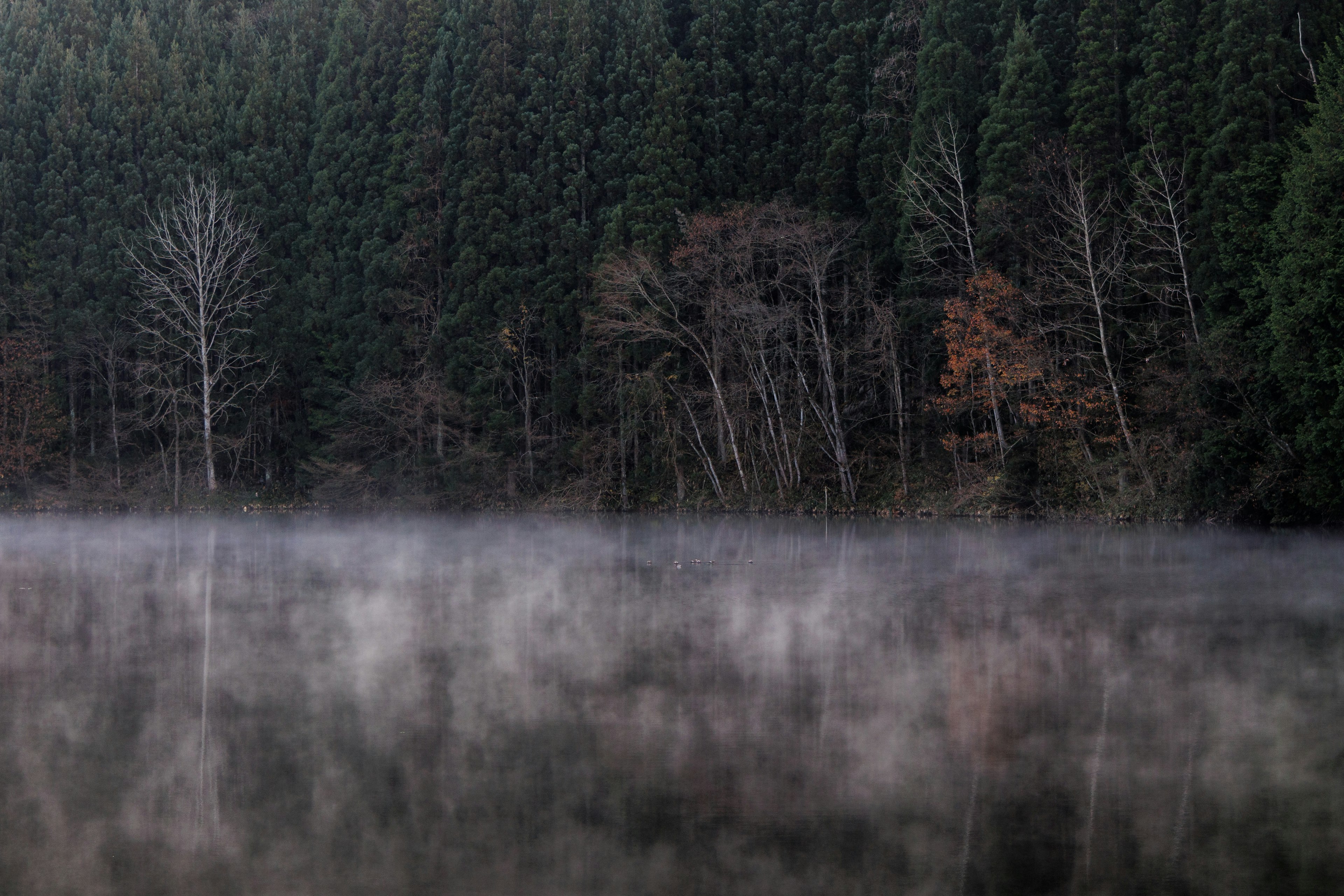 Nebelbedeckter See mit dichtem Wald im Hintergrund