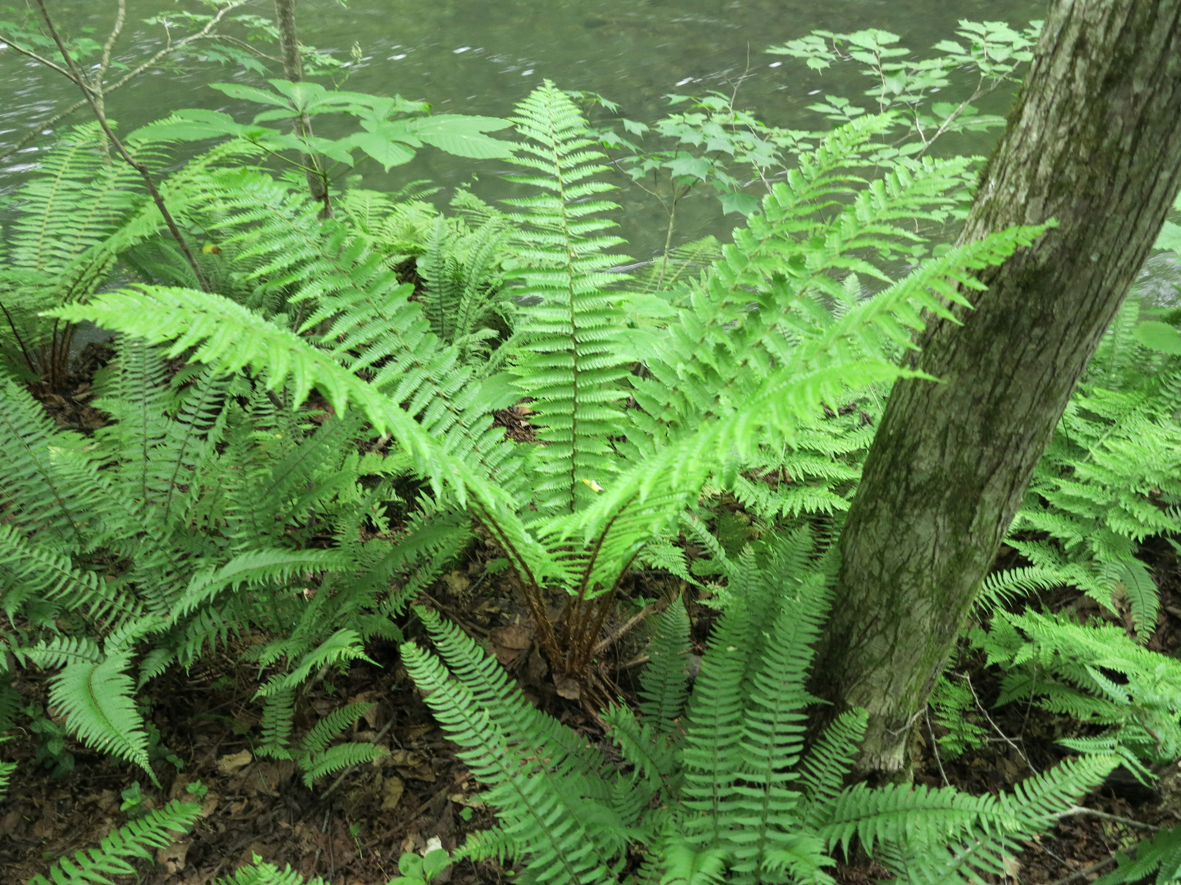 緑のシダ植物が水辺に生えている風景