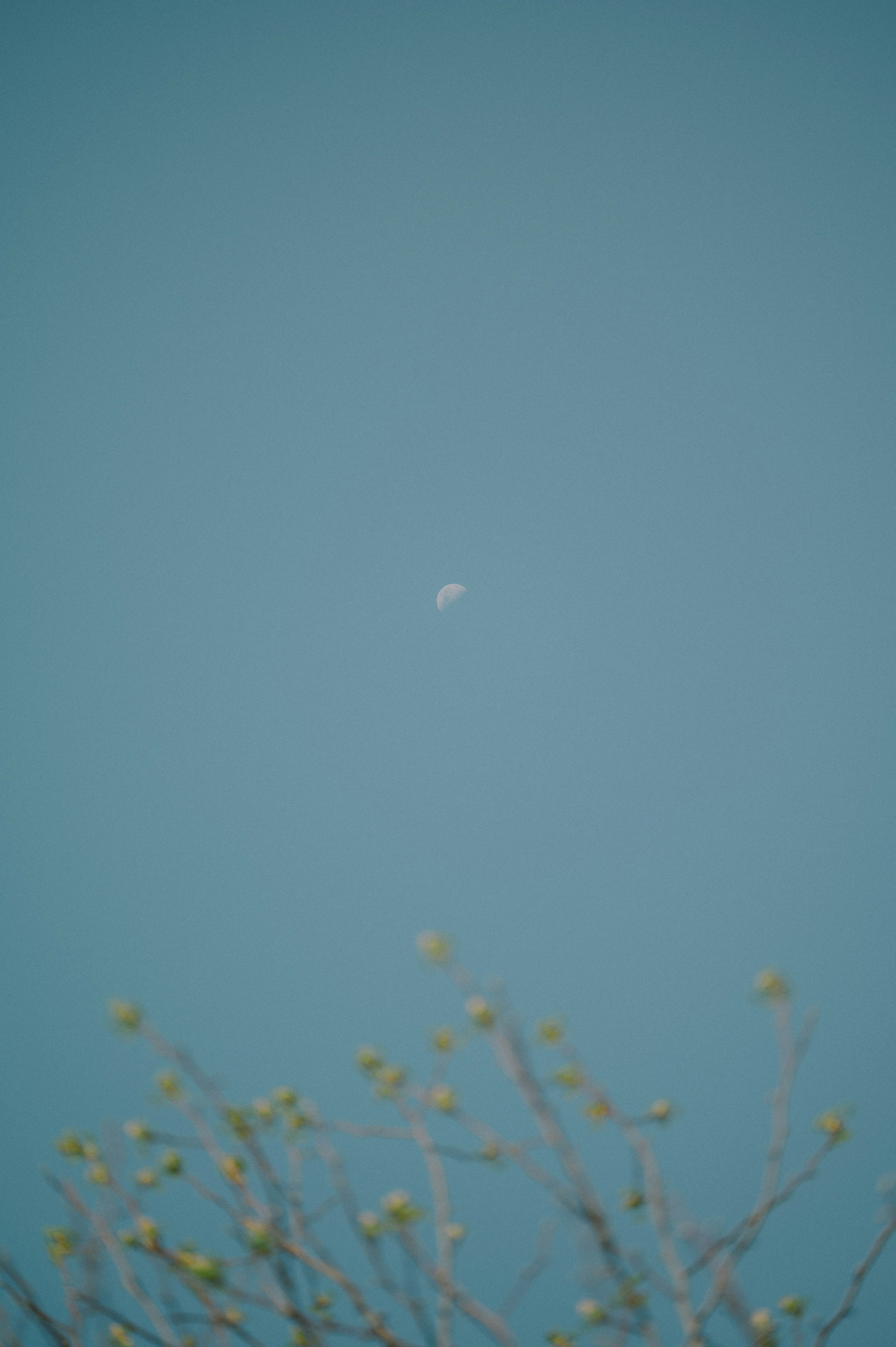 Oggetto bianco che galleggia in un cielo blu vicino a rami di albero