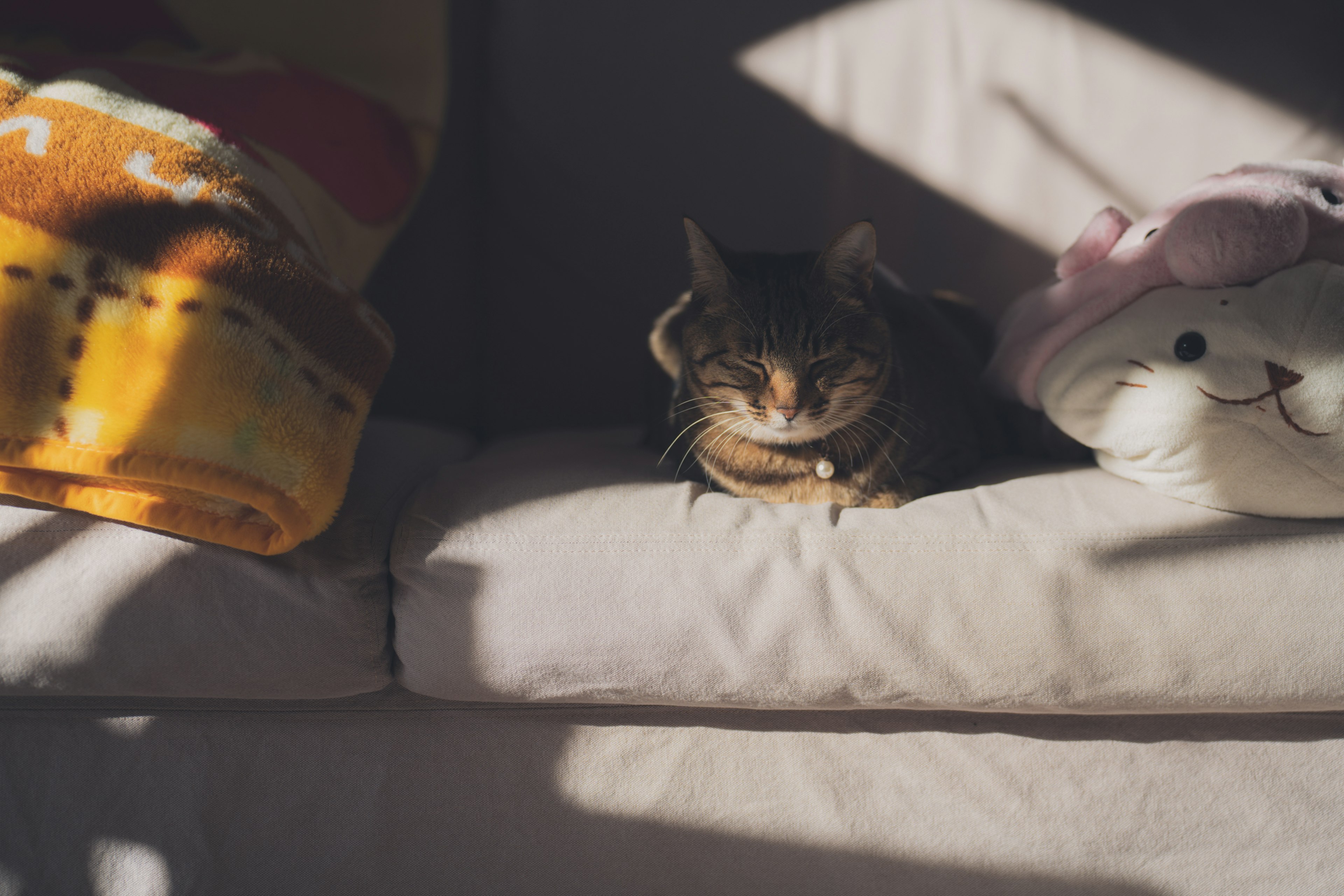 Seekor kucing tidur di sofa di samping bantal lucu