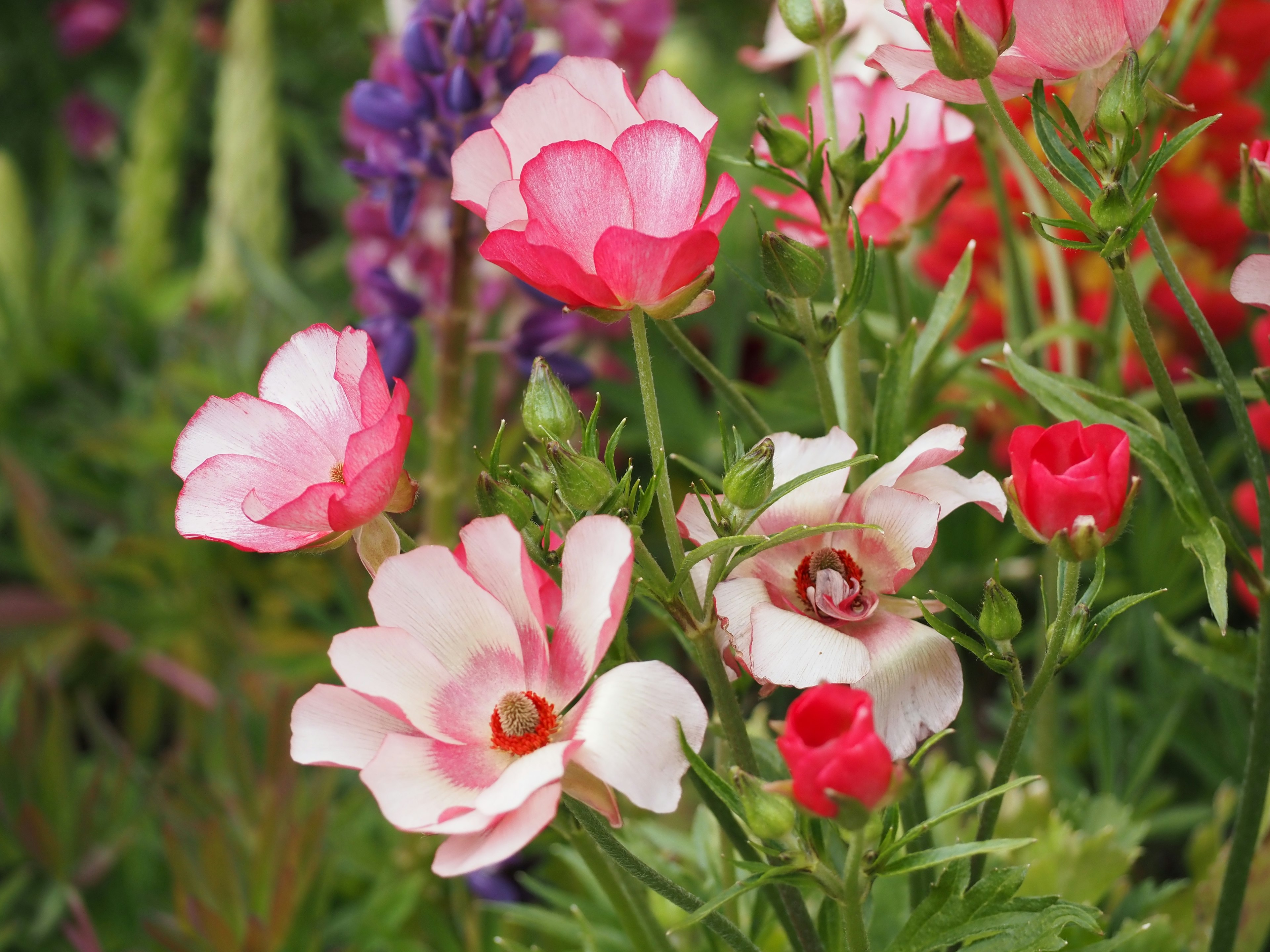 色とりどりの花々が咲き誇る庭の風景