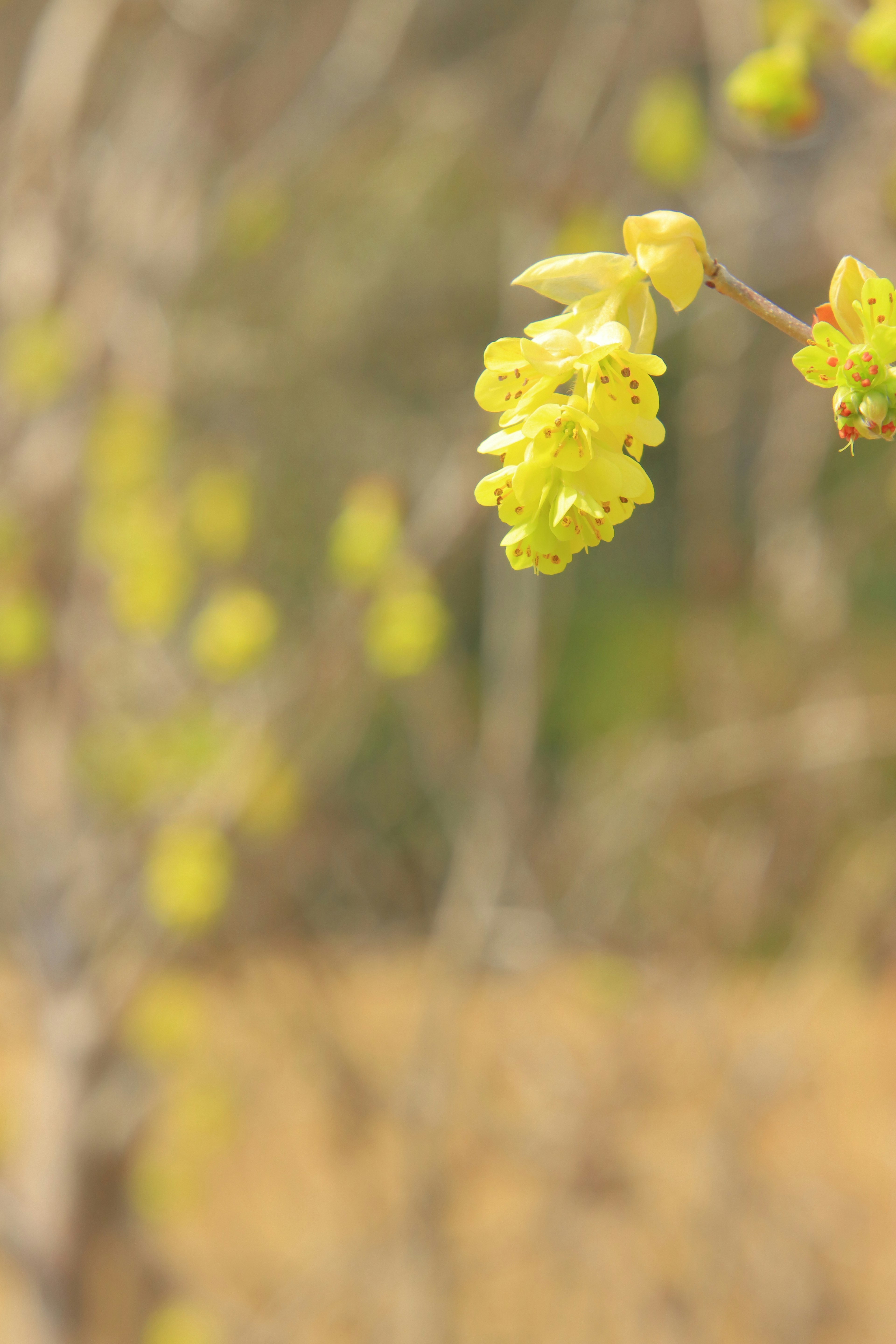 Close-up of a branch with yellow flowers blurred natural background