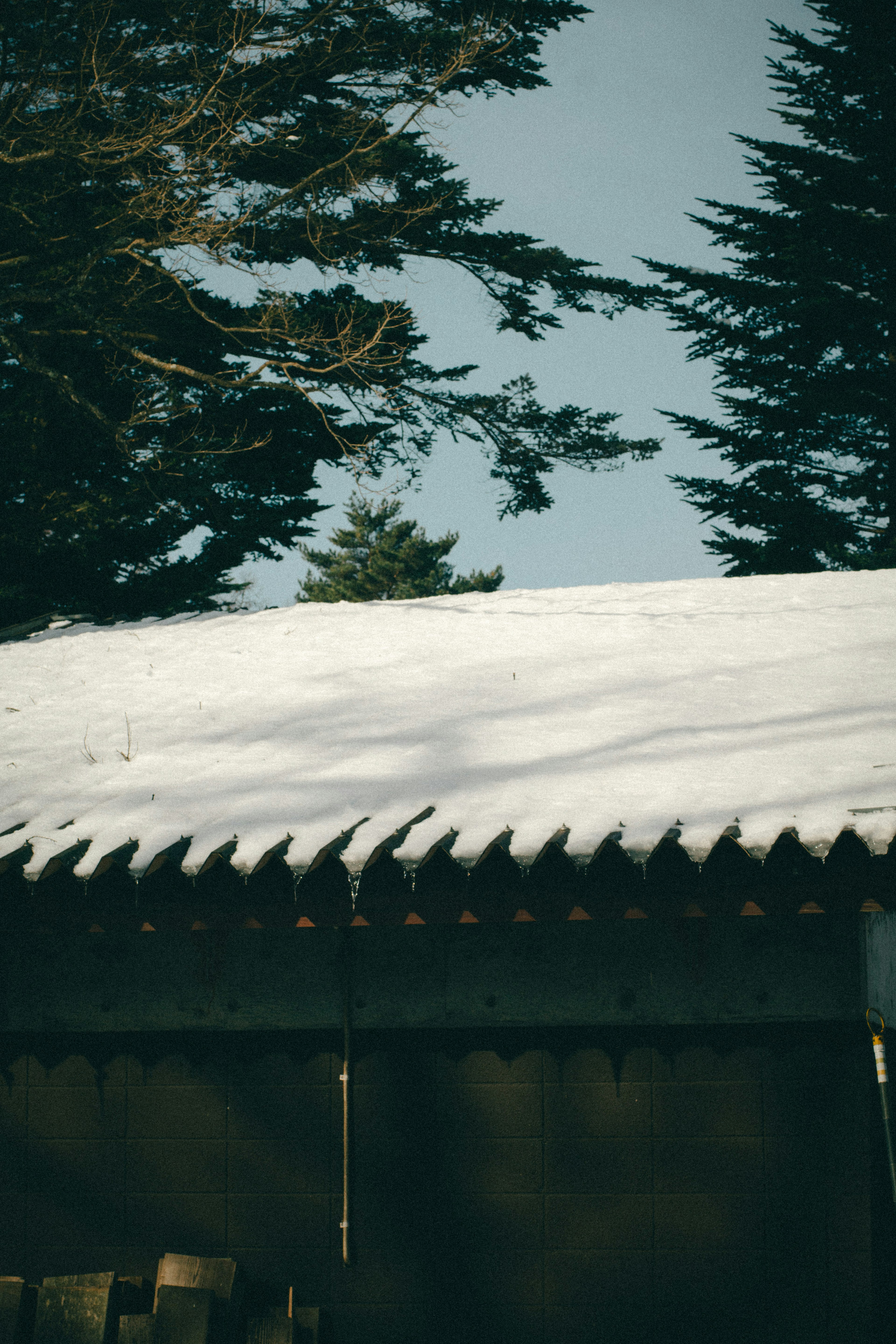 雪が積もった屋根と木々のシルエットが見える風景