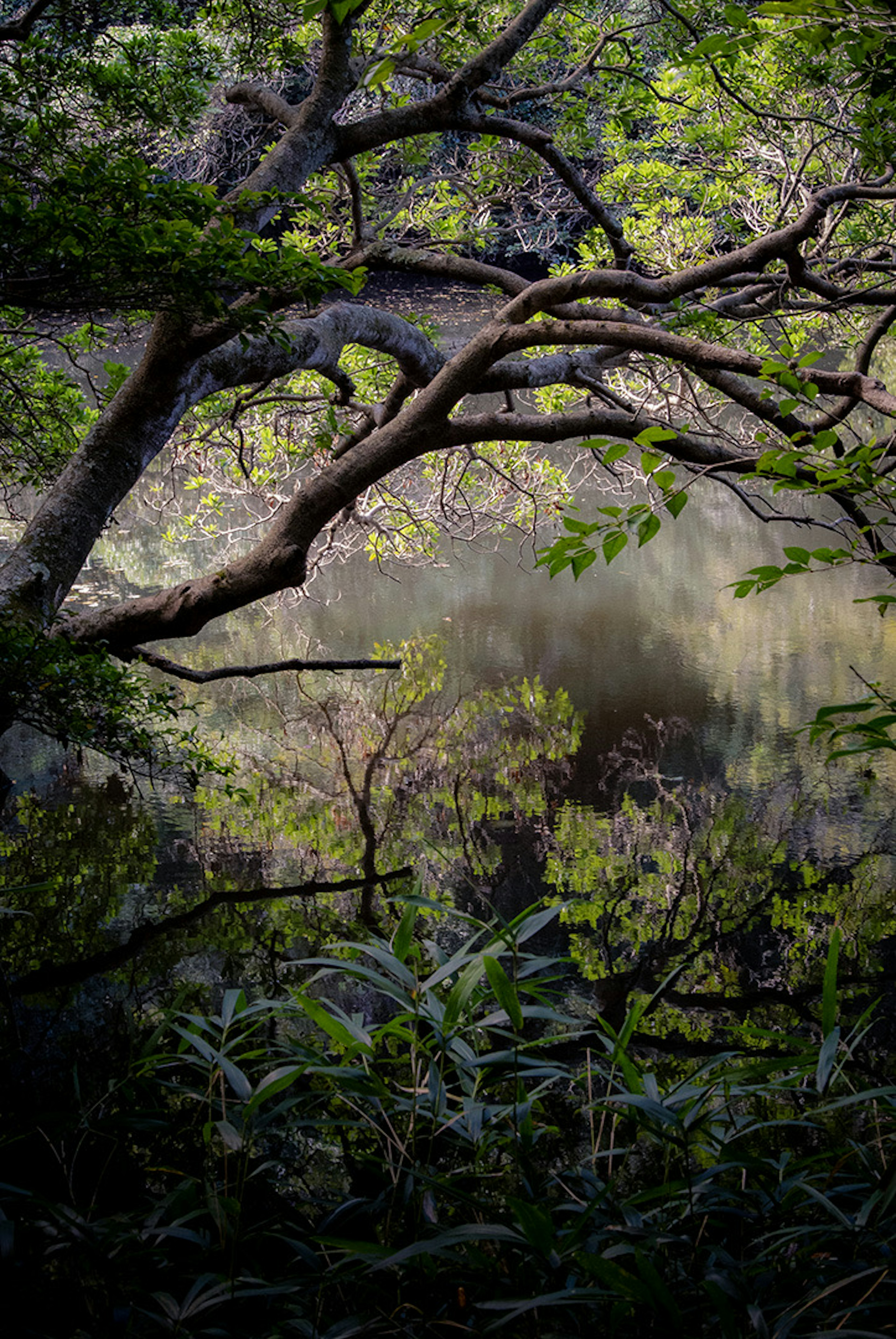 緑の葉が茂る木々の枝が水面を映す静かな風景