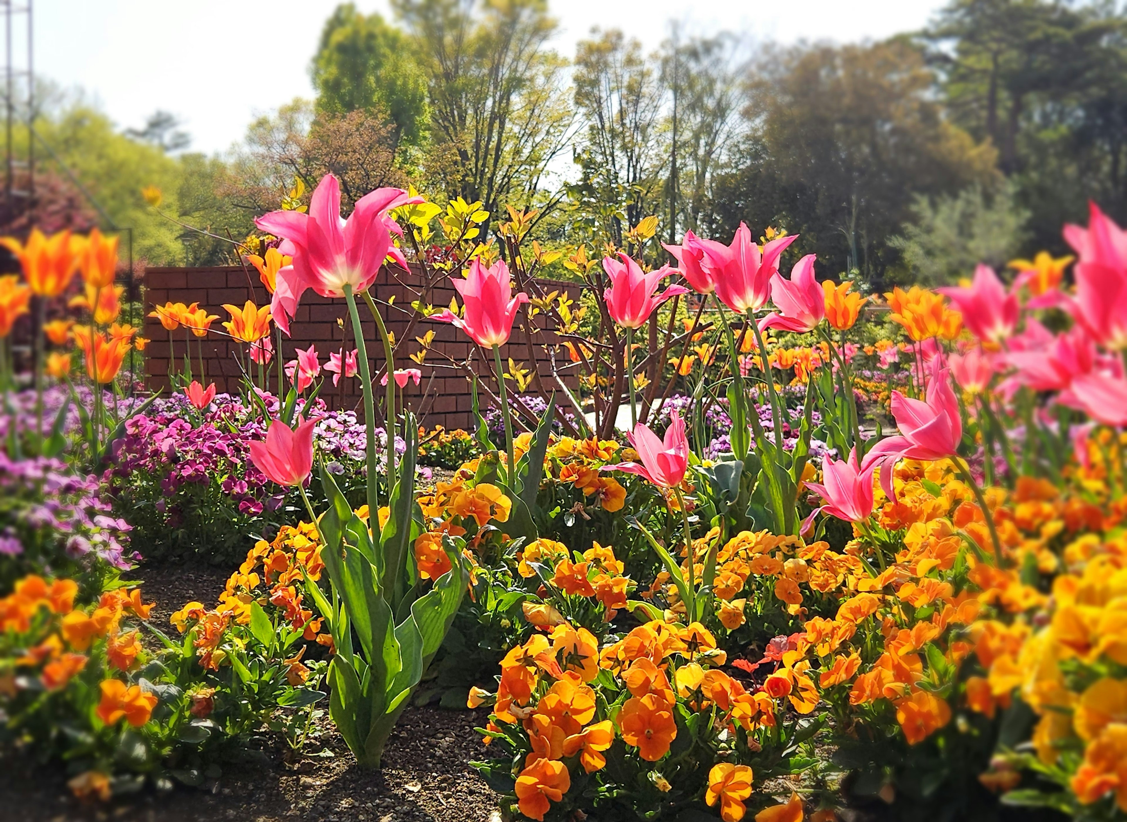 Lebendige Gartenszene mit blühenden Blumen in verschiedenen Farben