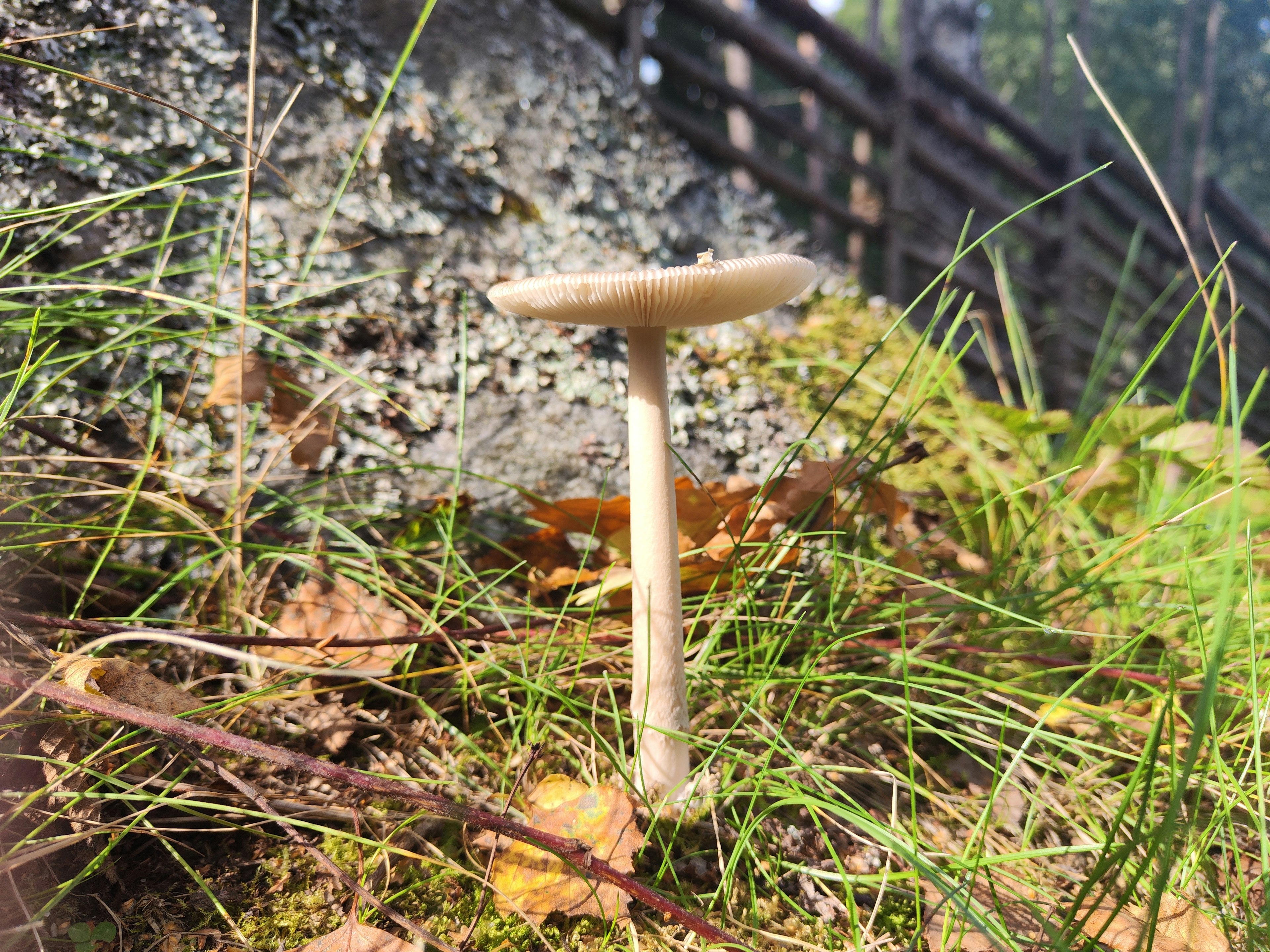 Hongo blanco creciendo en el bosque con hierba verde