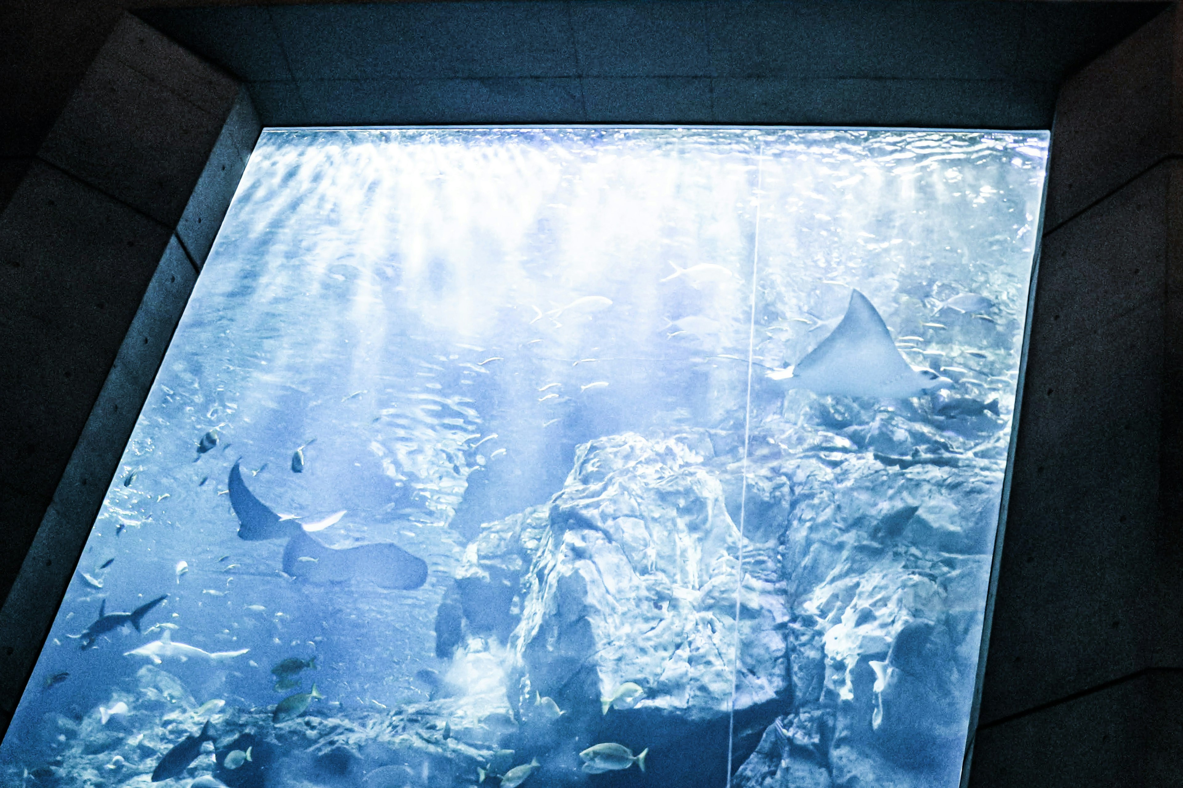 Aquarium-Szene mit Lichtstrahlen, die durch Wasser filtern und Rochen und Fische zeigen