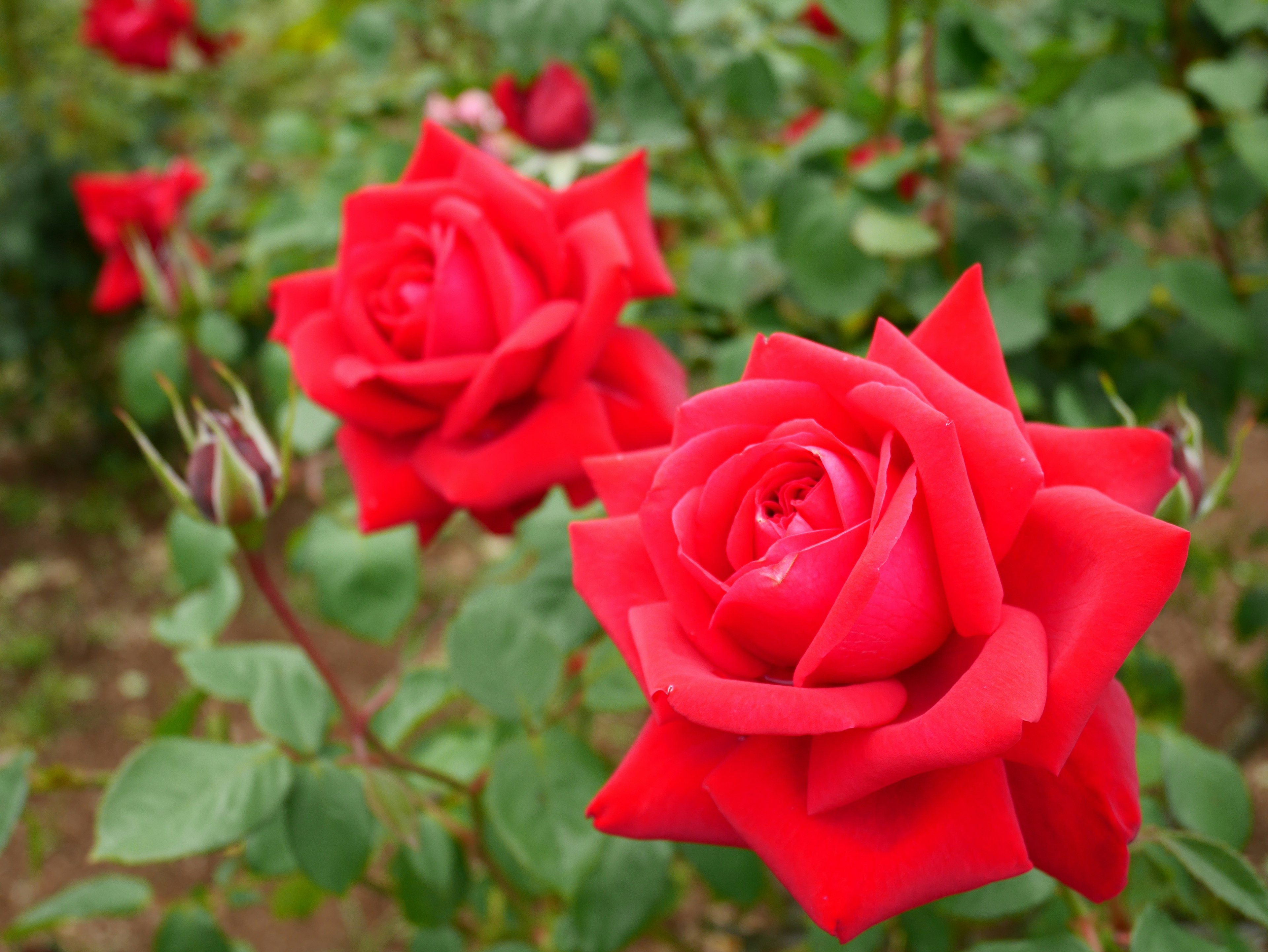 Rosas rojas vibrantes floreciendo en un jardín