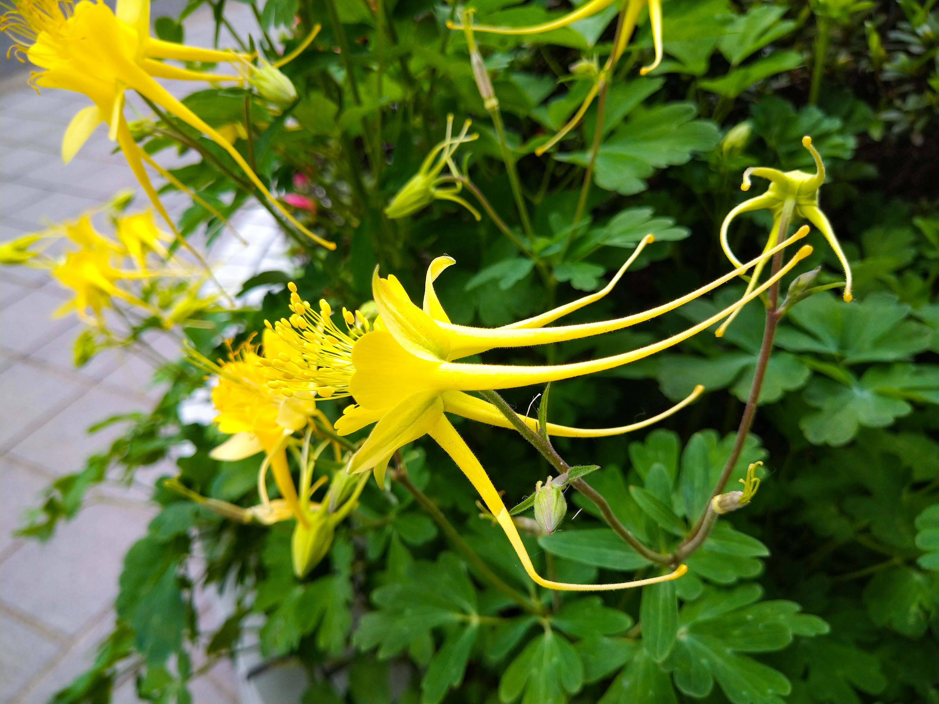 Una scena di giardino con fiori gialli brillanti e foglie verdi lussureggianti