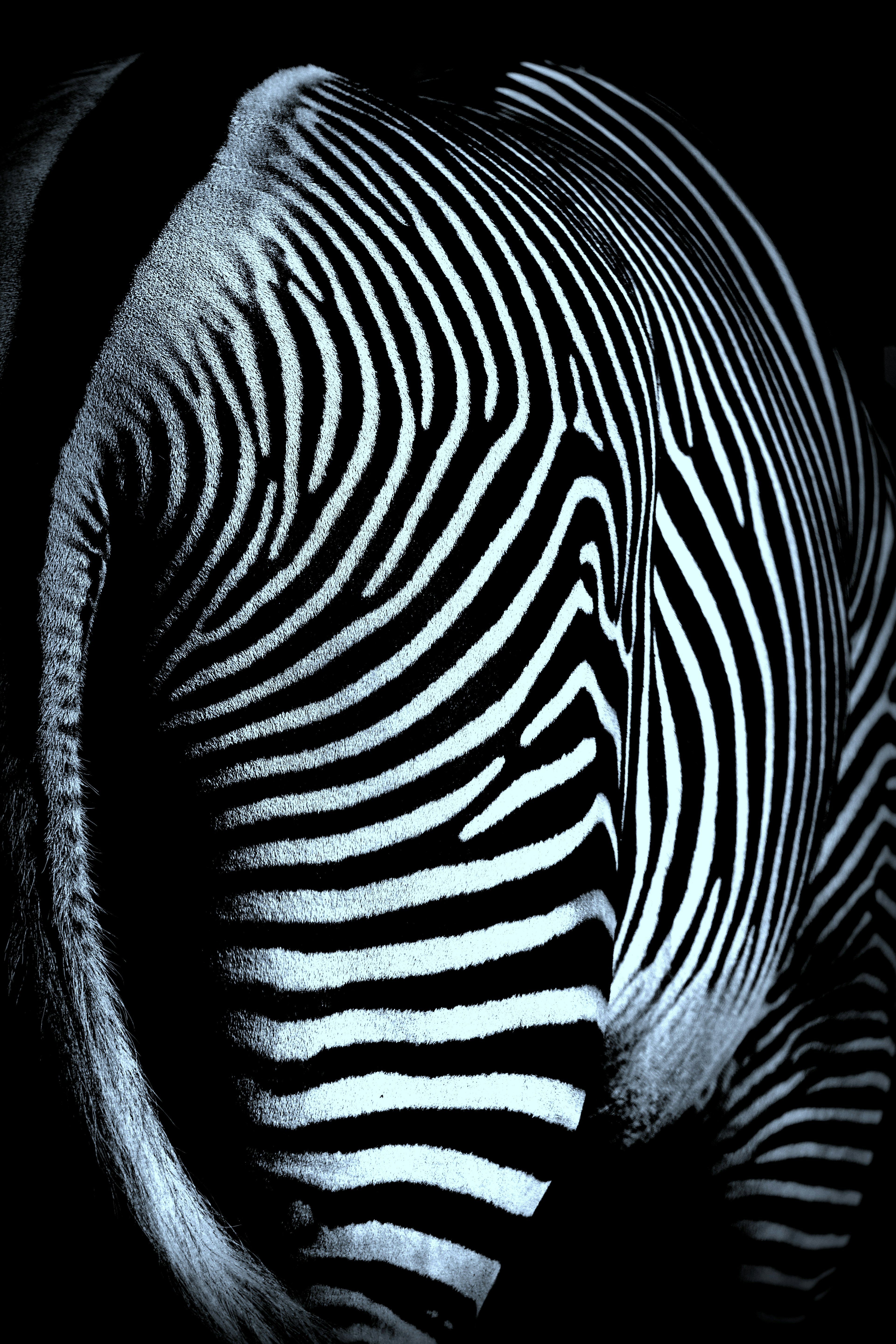 Rear view of a zebra featuring striking black and white stripes against a dark background