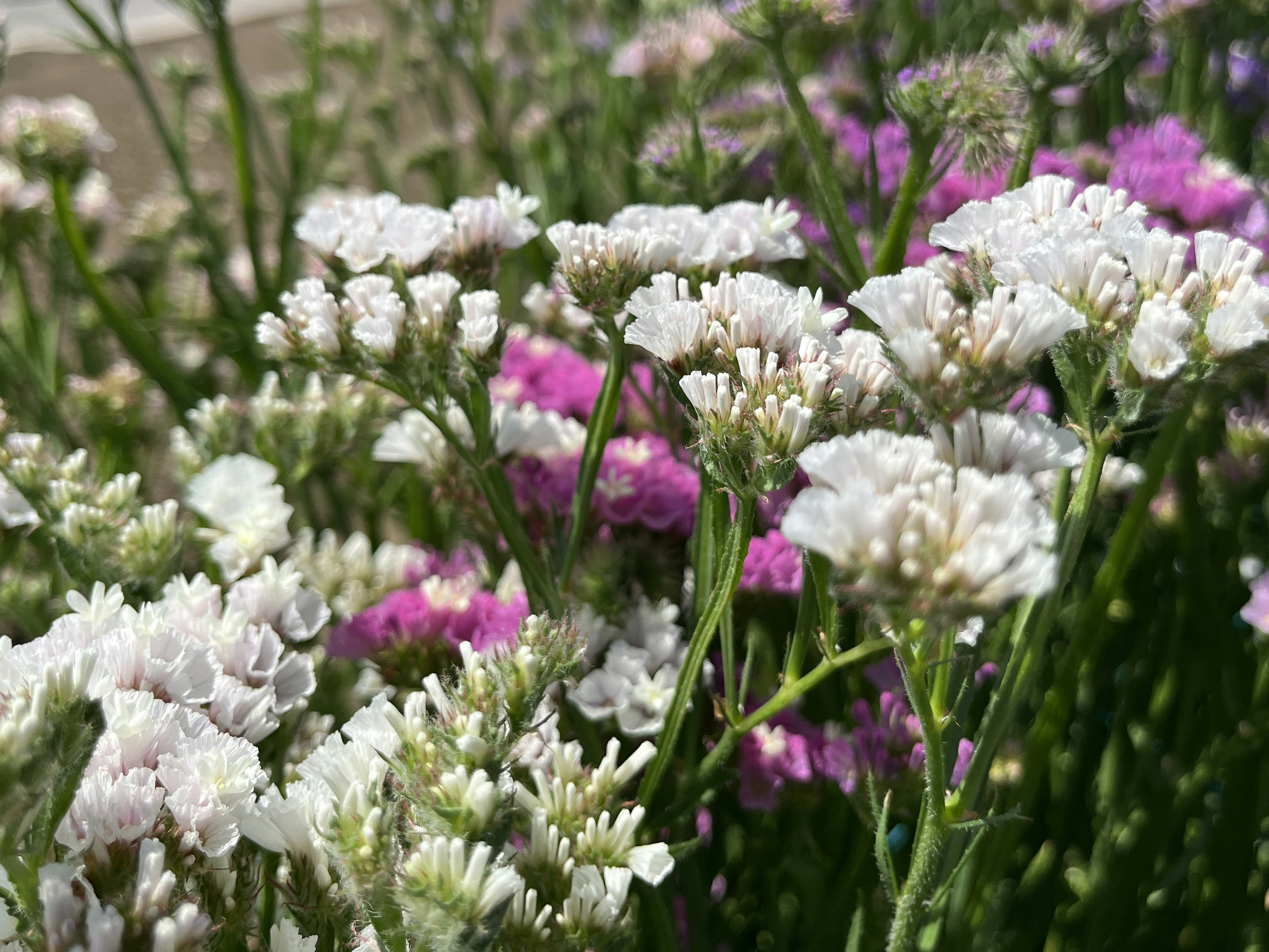 Colorful flowers in bloom with white and purple blossoms intermingling