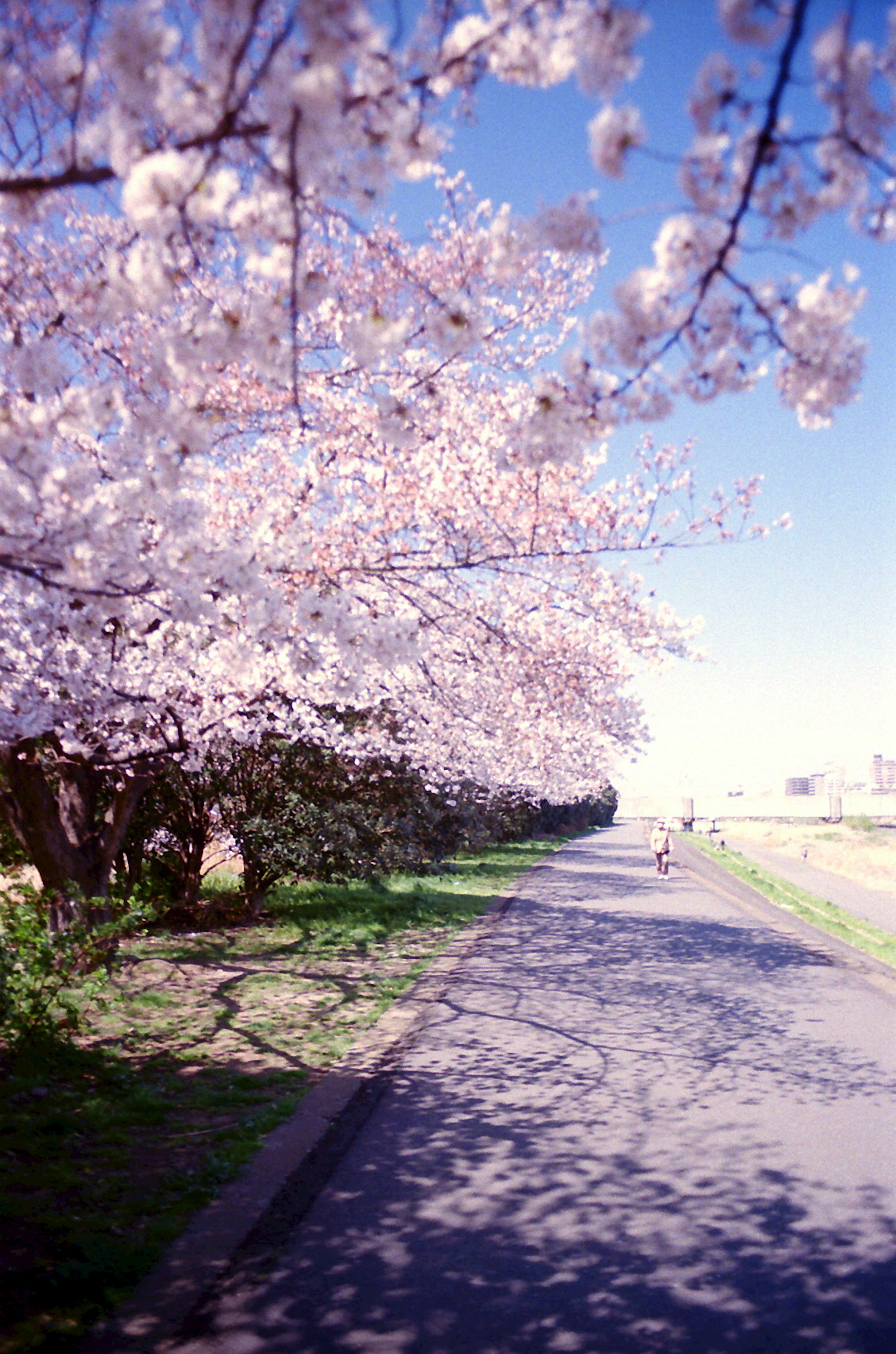 Vista escénica de un camino bordeado de cerezos en flor