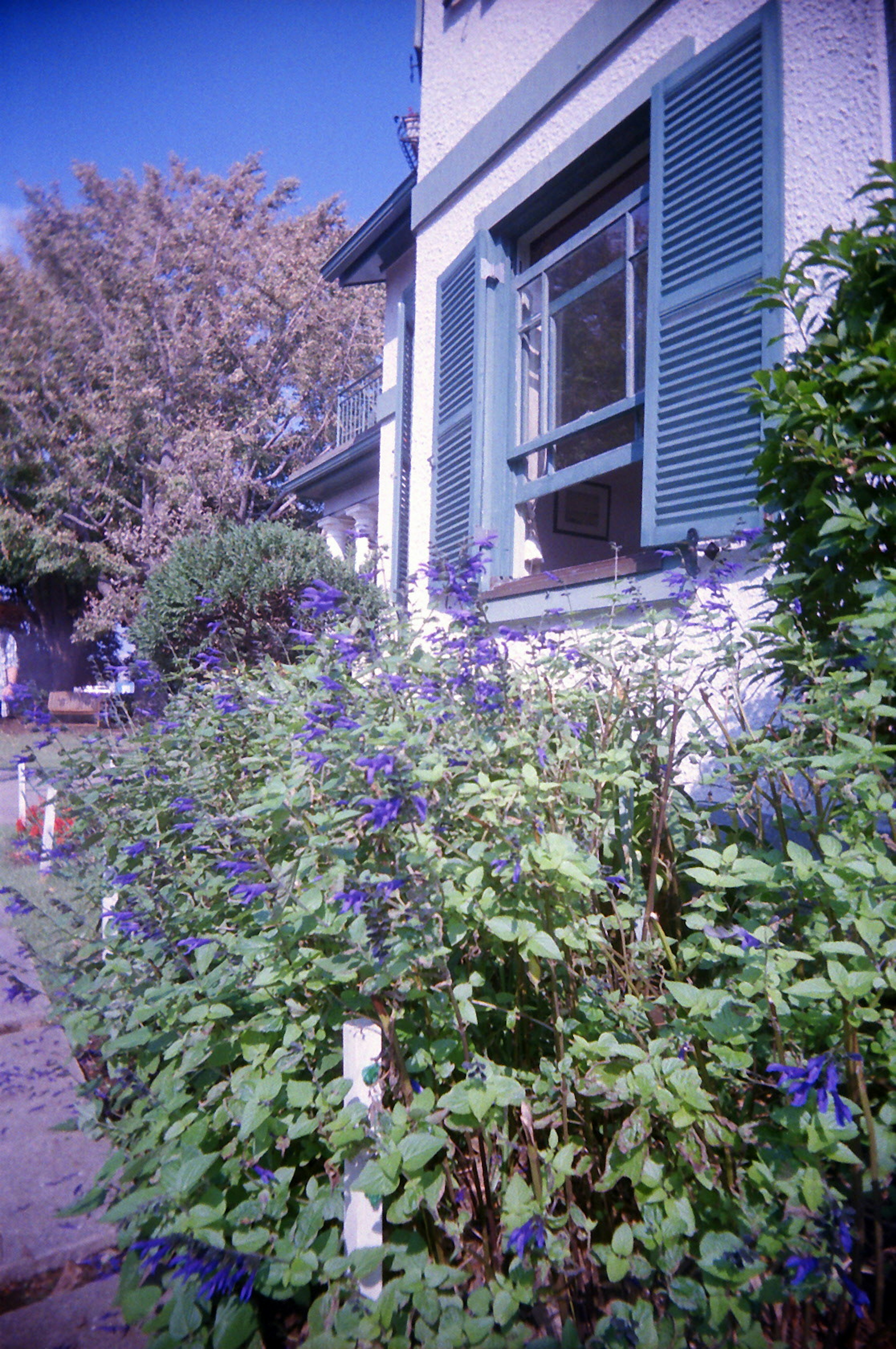 Außenansicht eines Hauses mit grünen Pflanzen und blühenden blauen Blumen