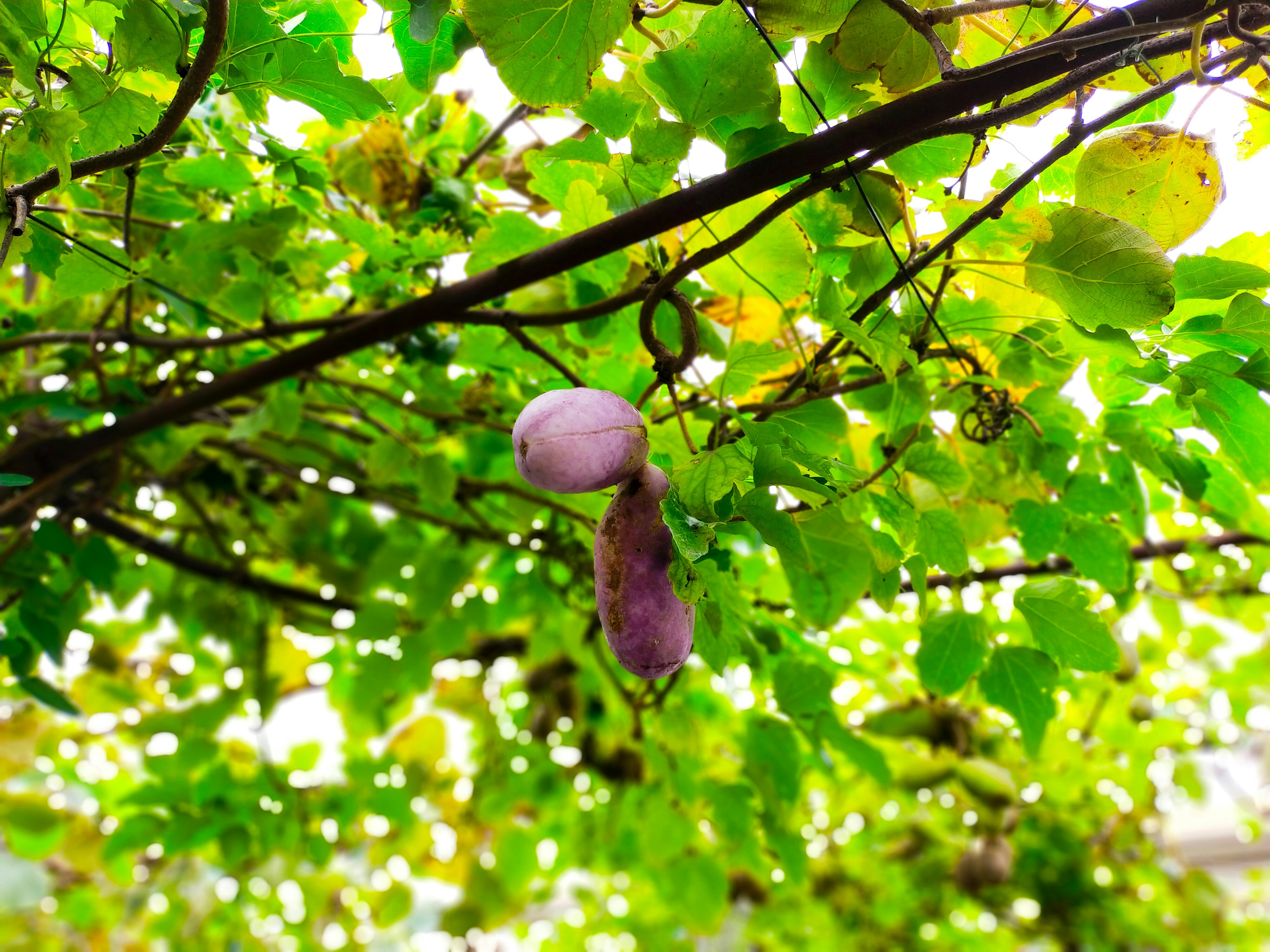 Buah ungu tergantung dari anggur yang ditutupi daun hijau