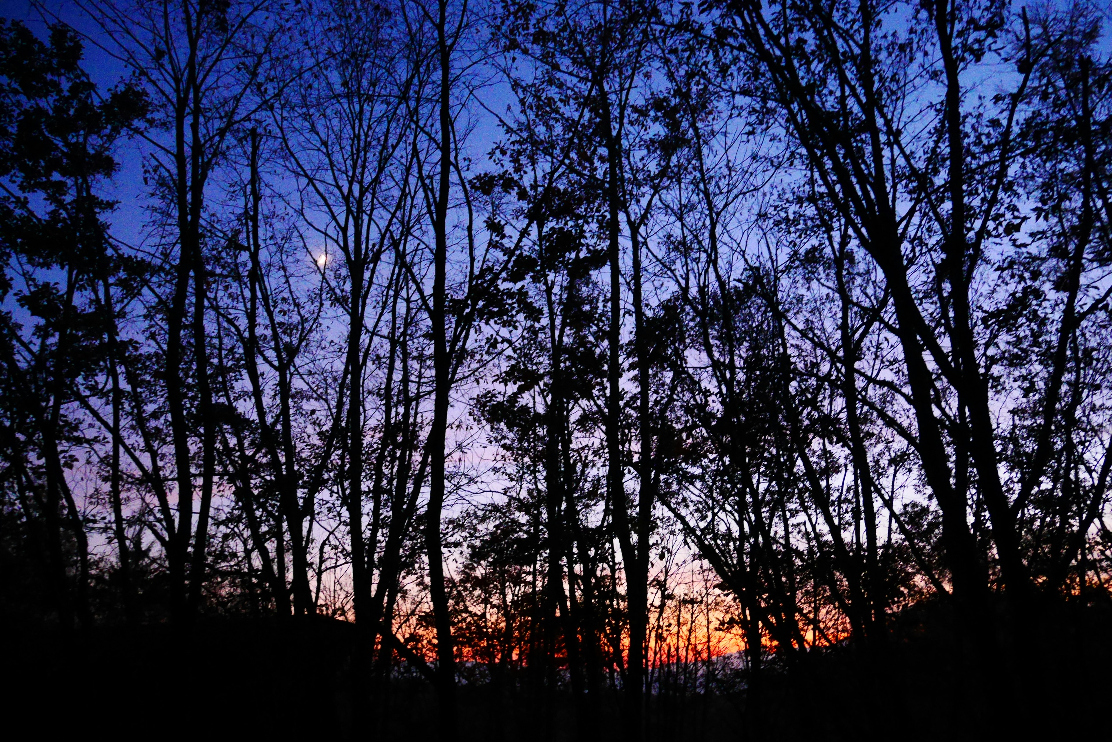 Silhouette von Bäumen vor einem Dämmerungshimmel