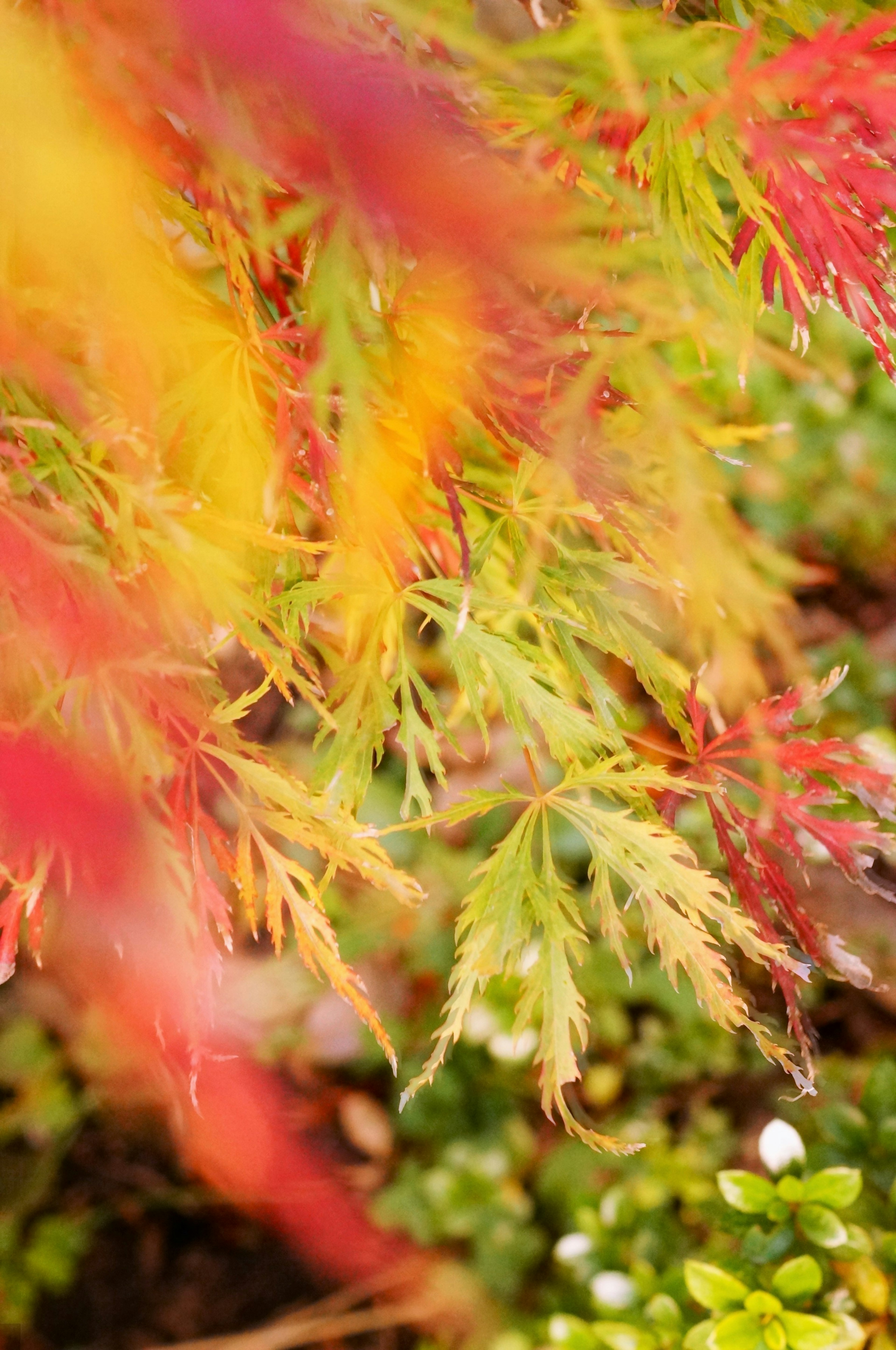 Foglie colorate che oscillano nel vento in un giardino giapponese in autunno