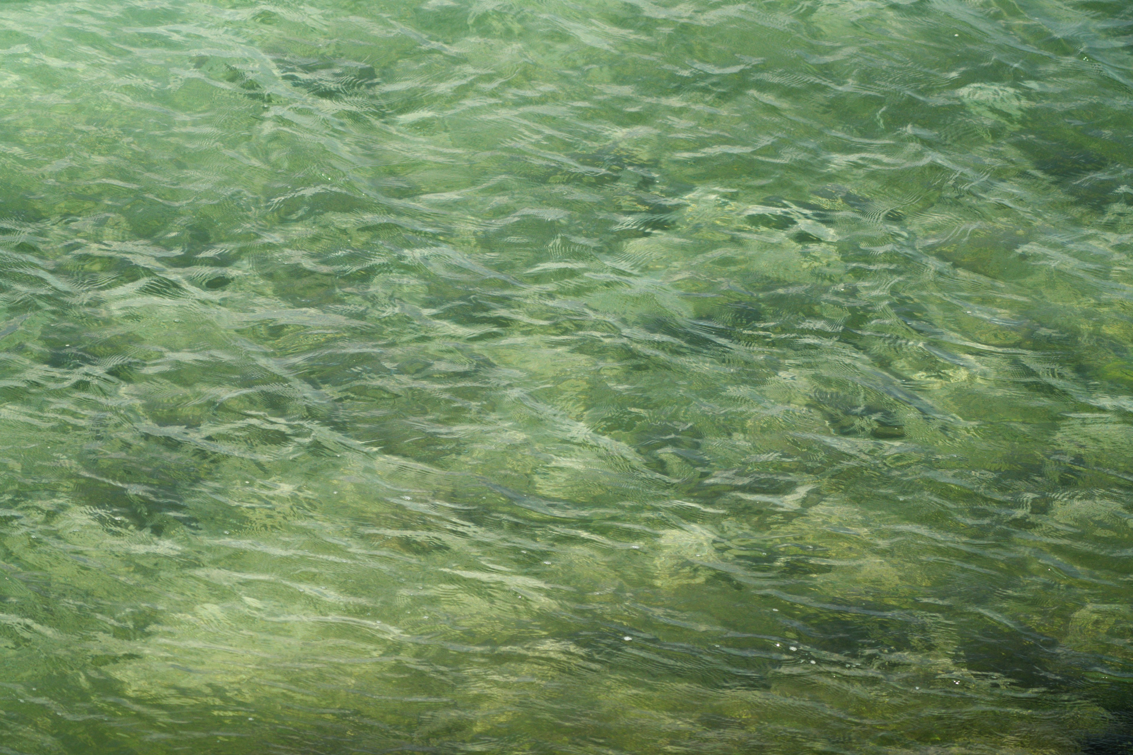 Pattern of seaweed and plants visible under green water surface