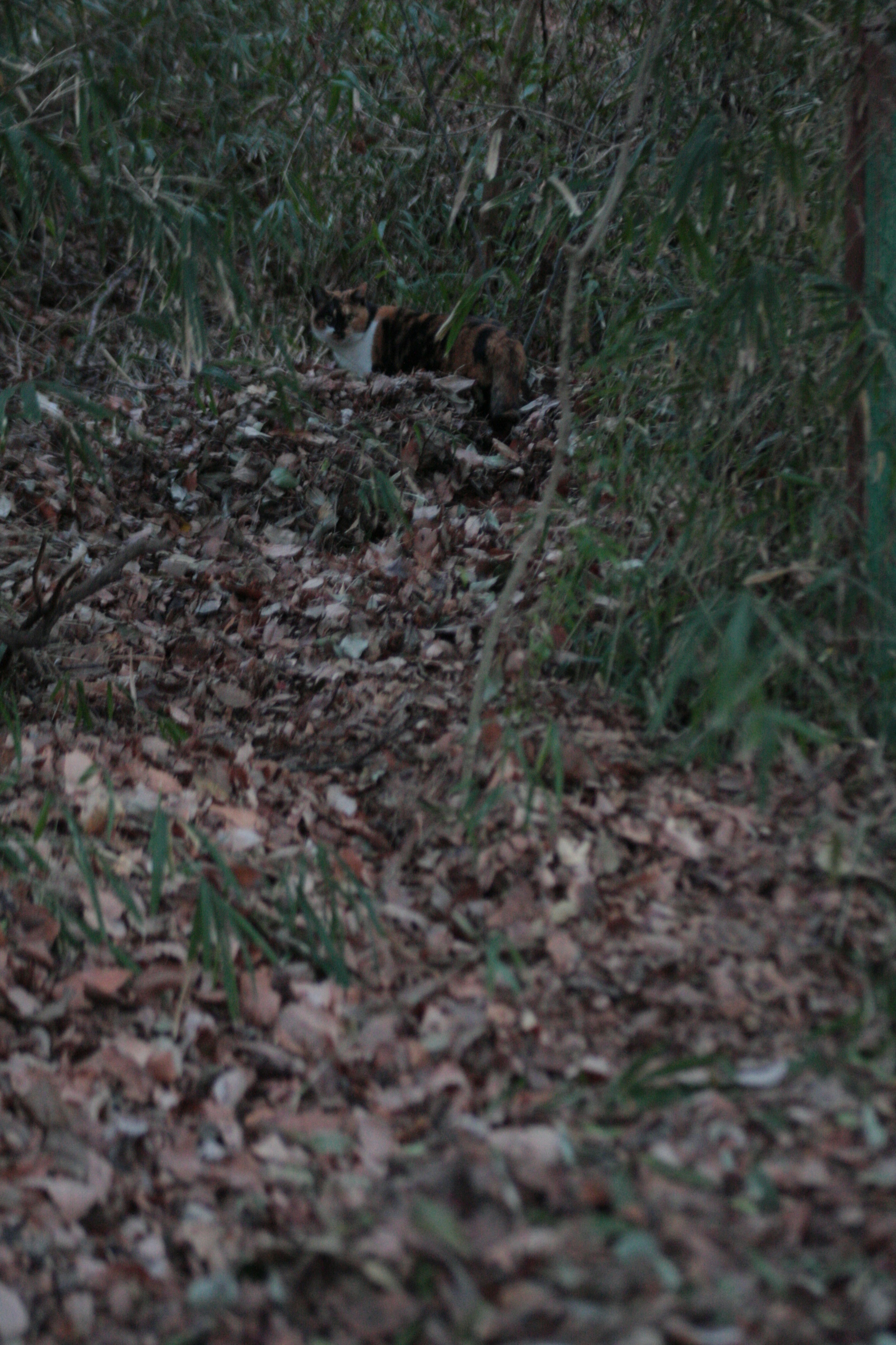 Un animal salvaje escondido entre hojas caídas en un bosque oscuro