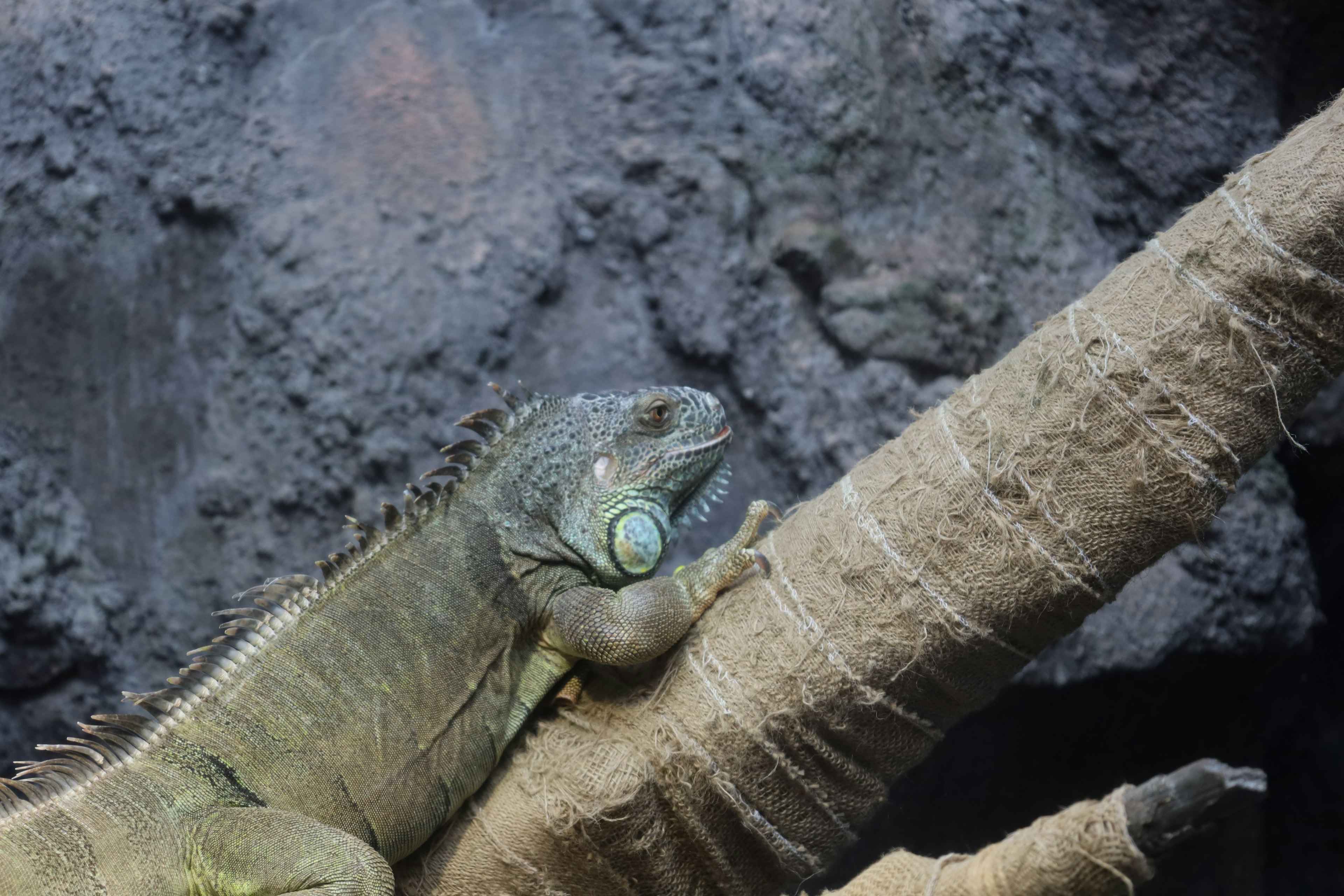 Green iguana resting on a branch with a textured background