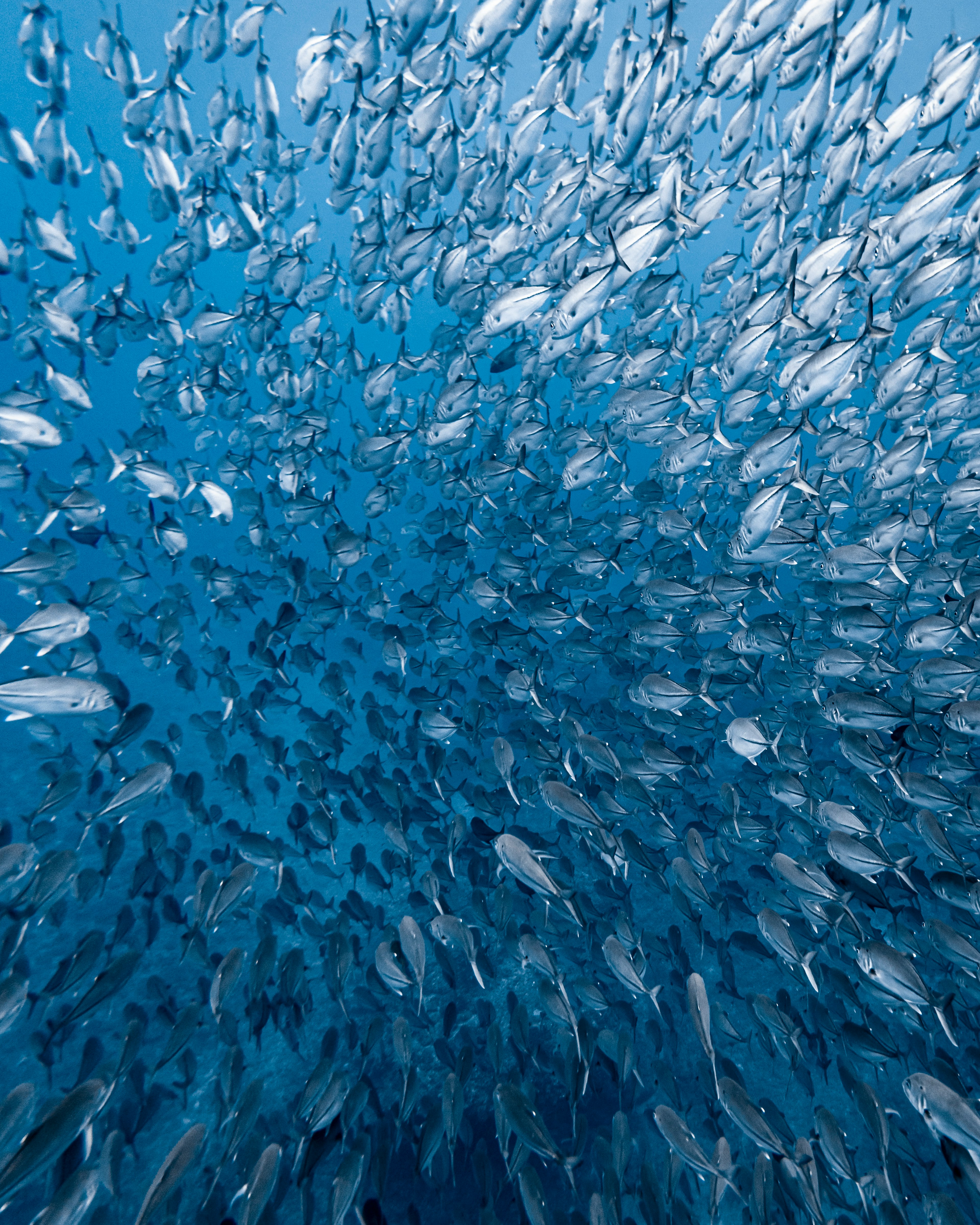 青い海の中で泳ぐ大量の魚の群れ