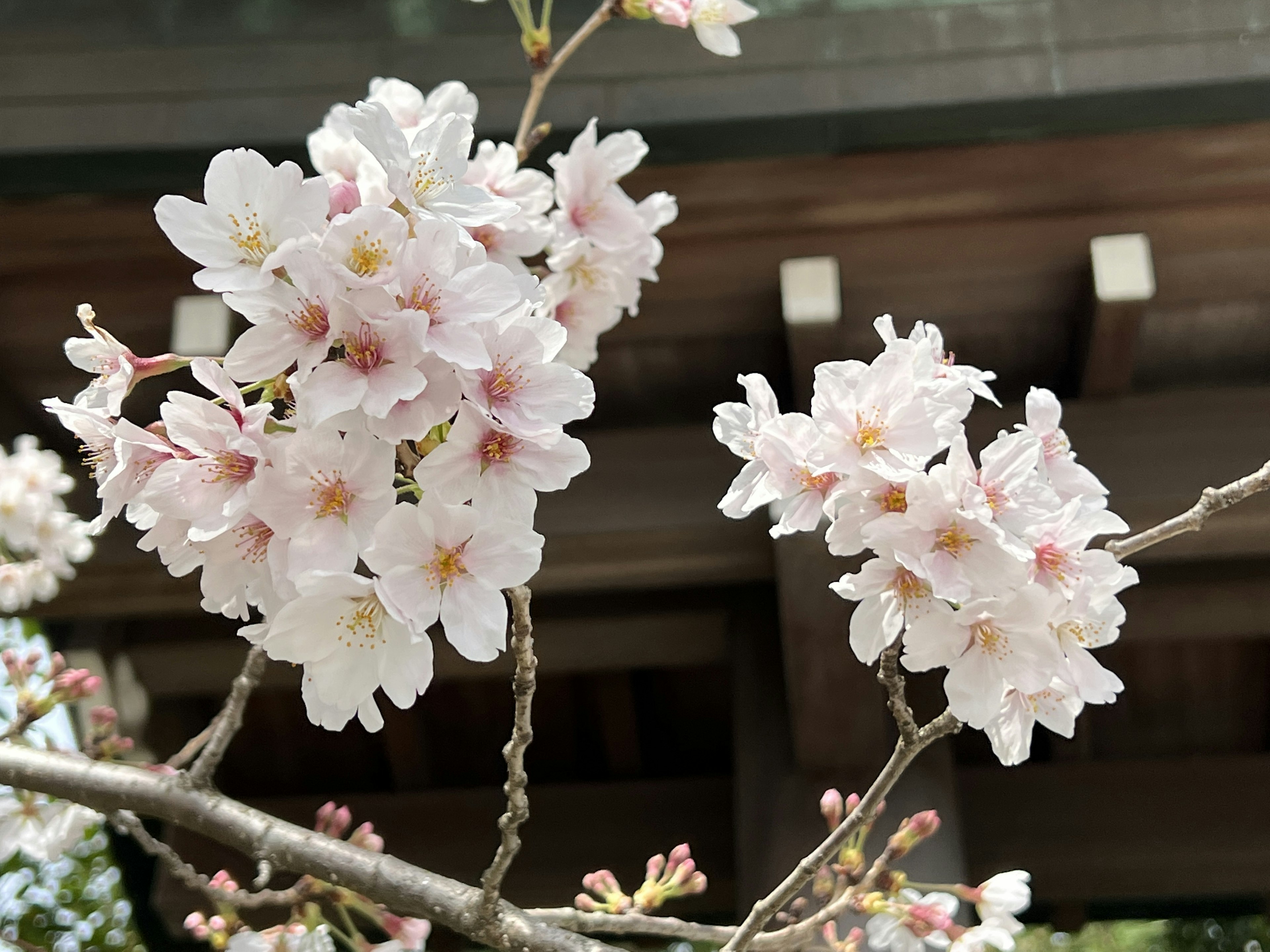 桜の花が咲いている枝と背景に建物の一部が見える