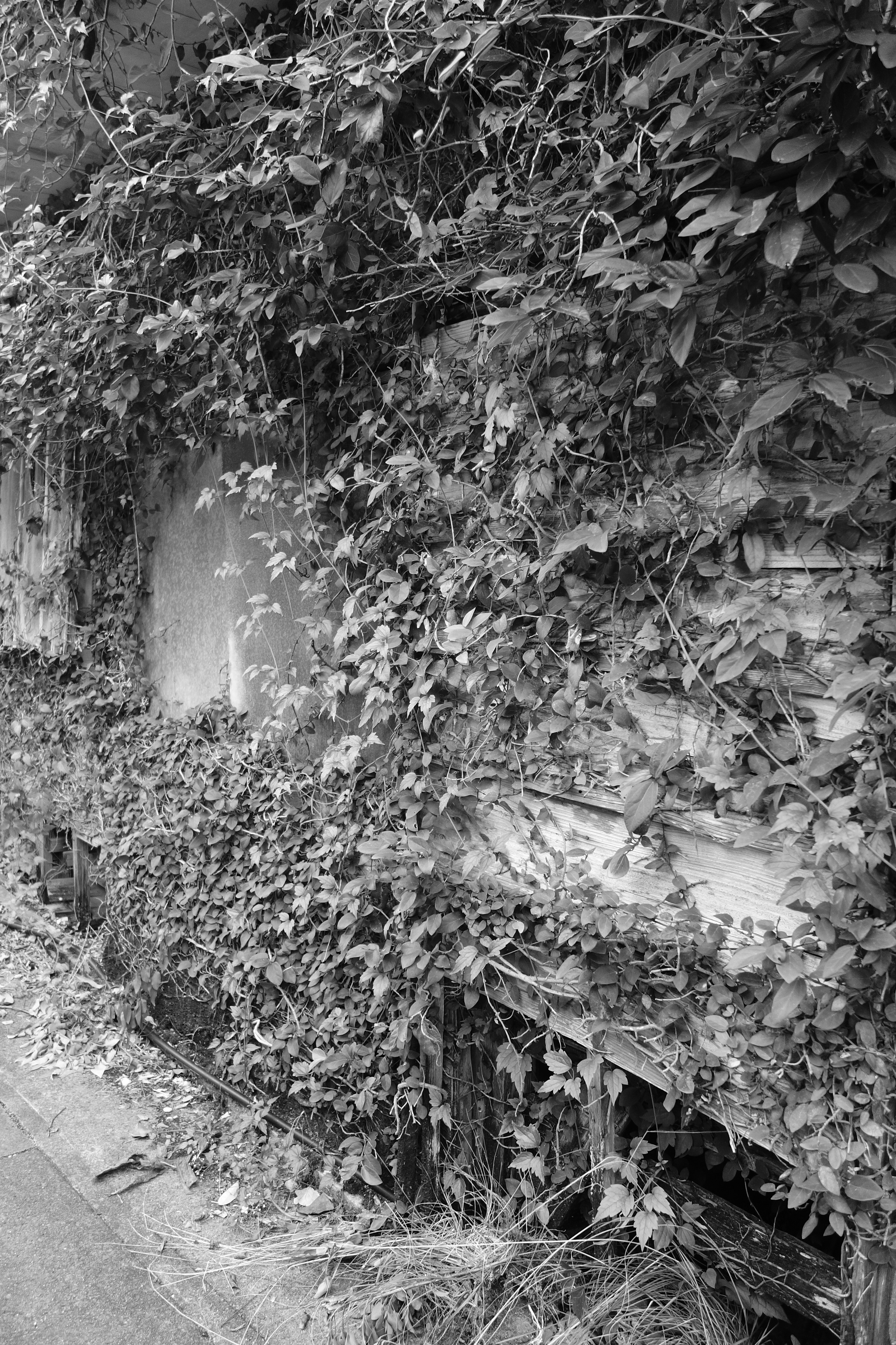 Image en noir et blanc d'un mur recouvert de vignes vertes