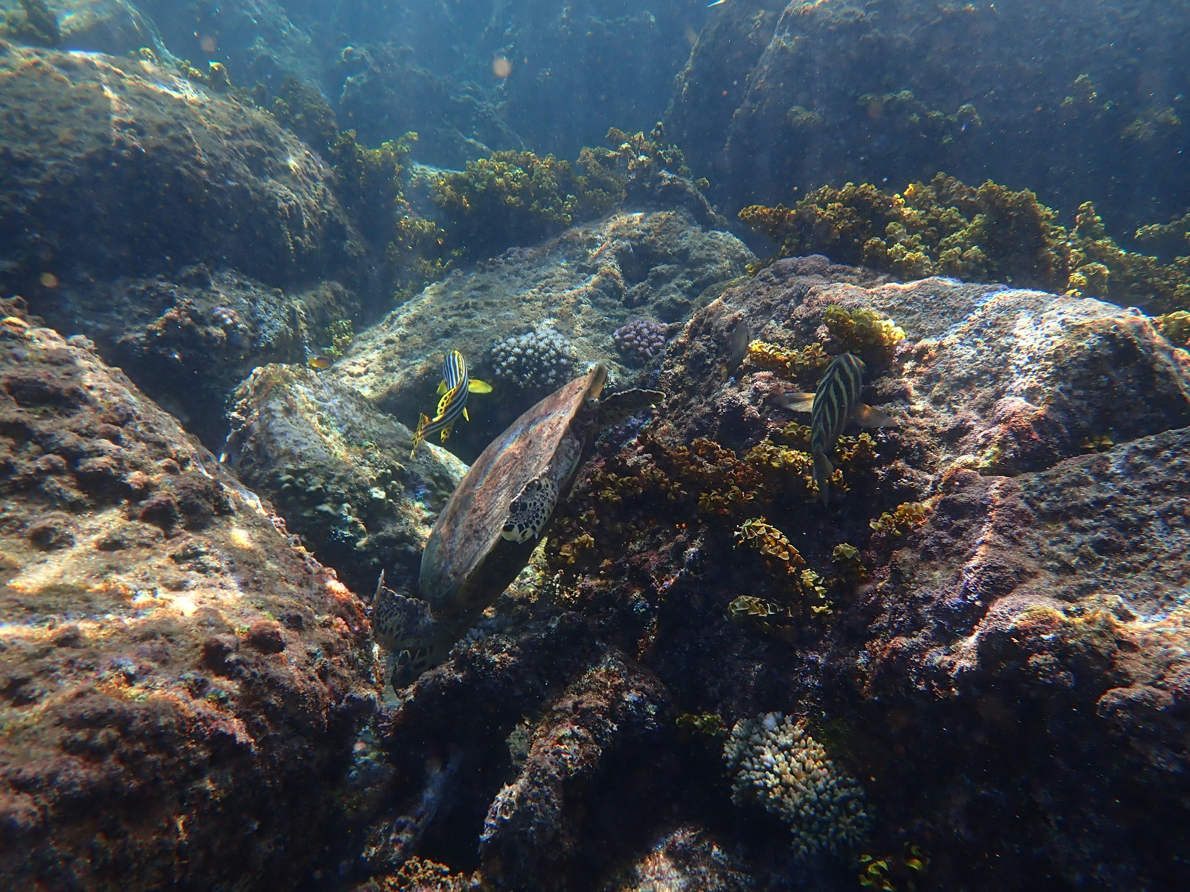 Una tartaruga marina che nuota tra rocce e alghe sott'acqua