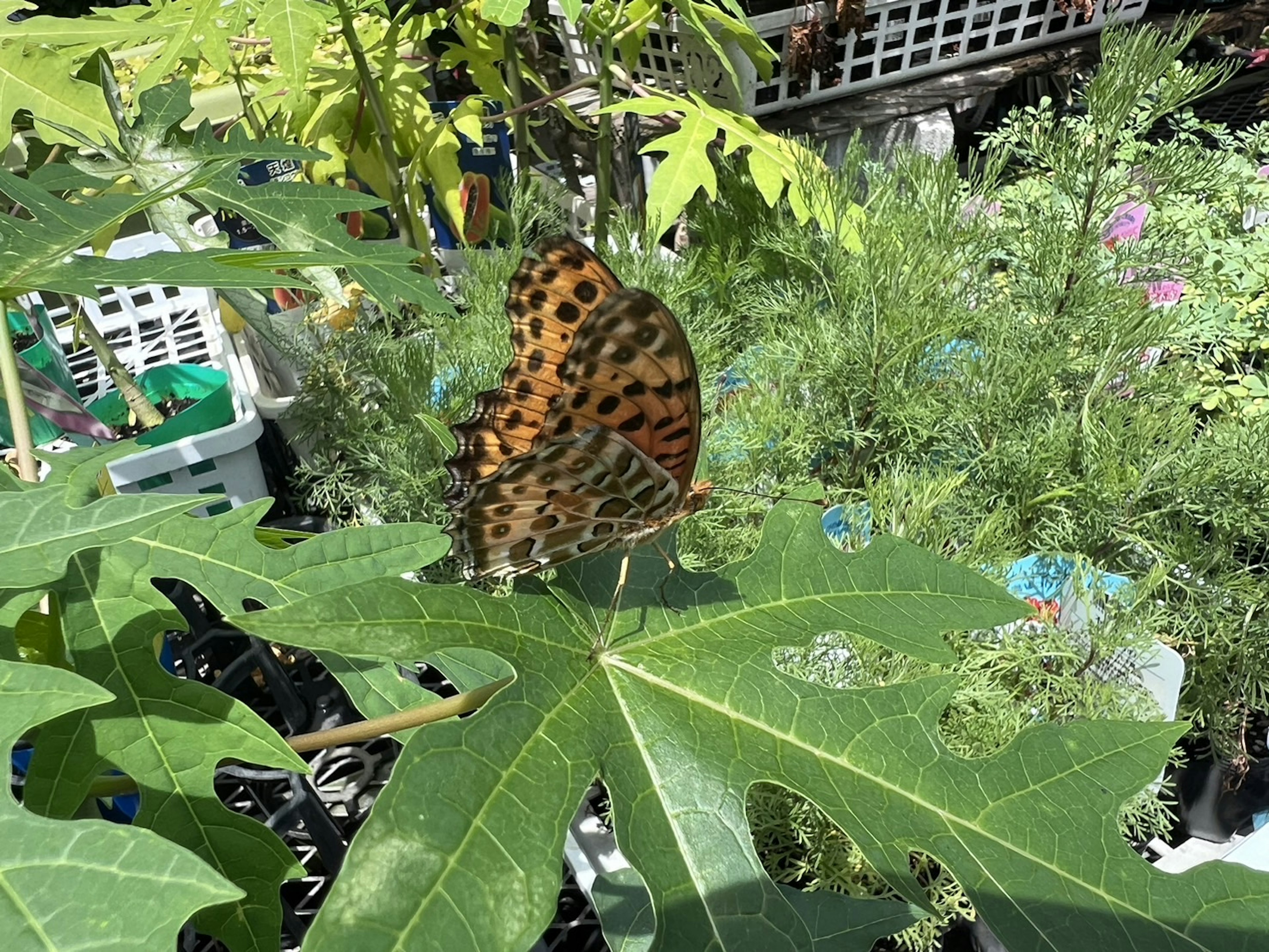 蝶がパパイヤの葉の上に止まっている緑豊かな背景