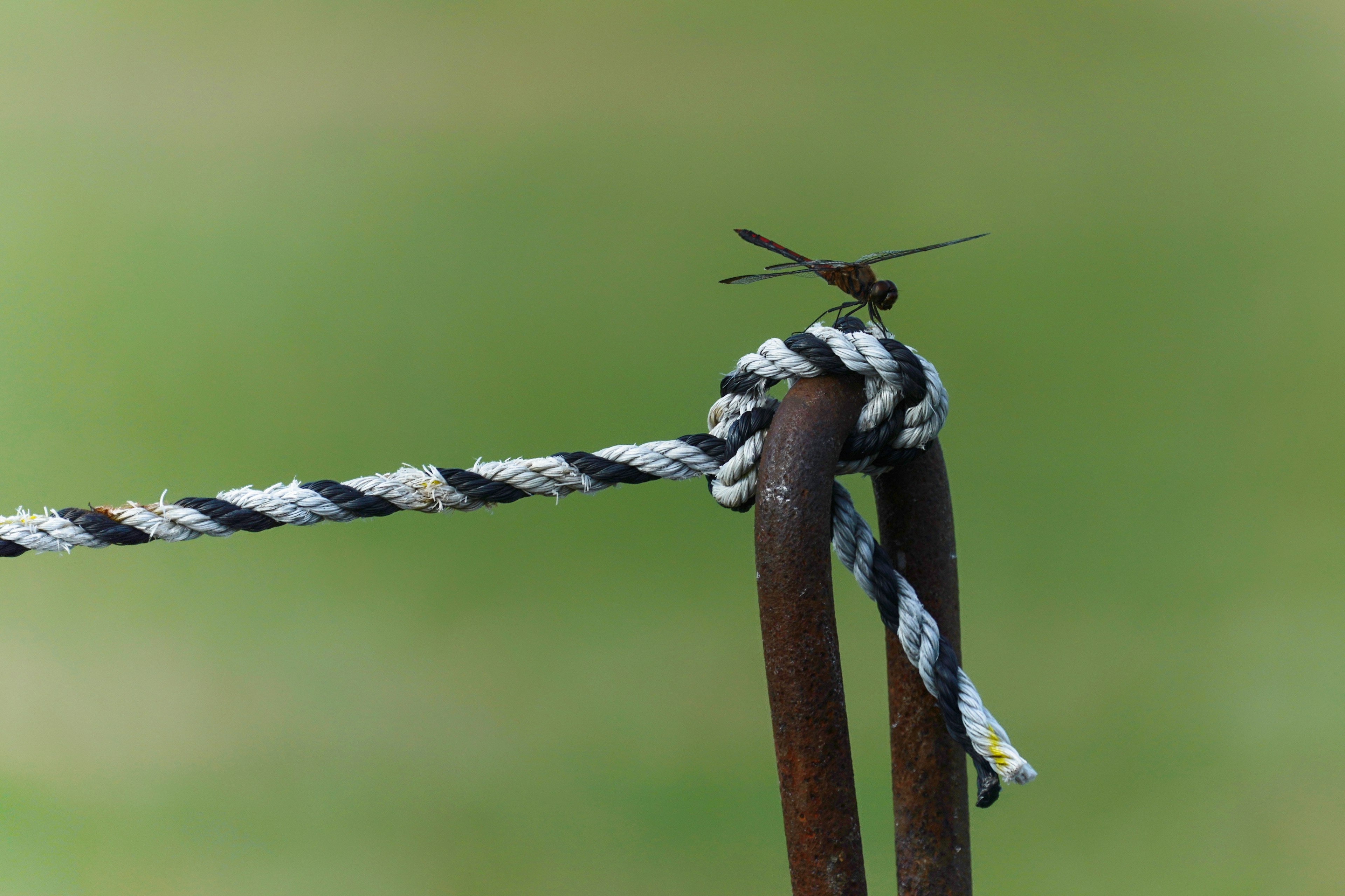 Une corde noire et blanche attachée à un piquet en métal avec une libellule perchée dessus