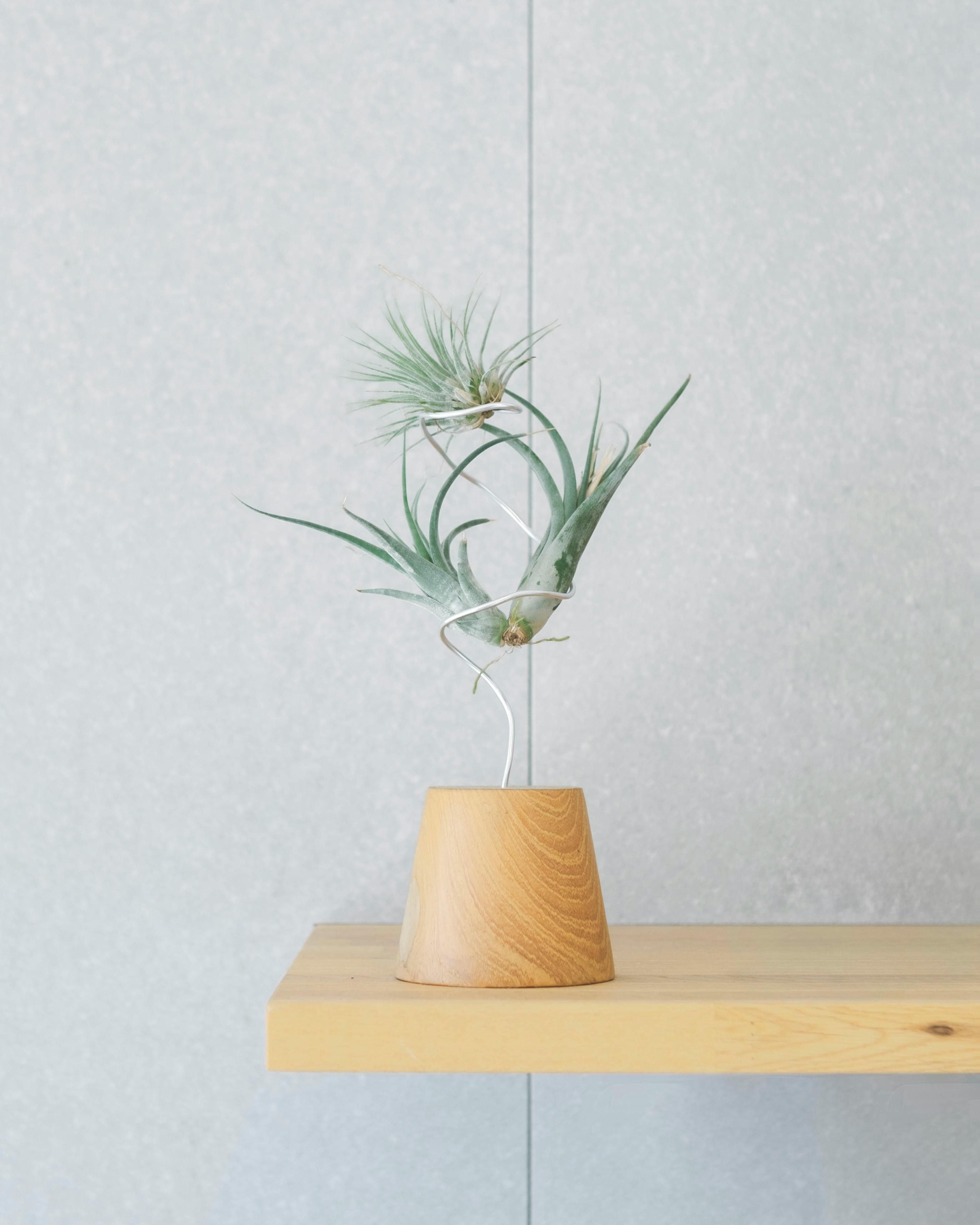 A minimalist interior featuring an air plant in a wooden pot on a shelf