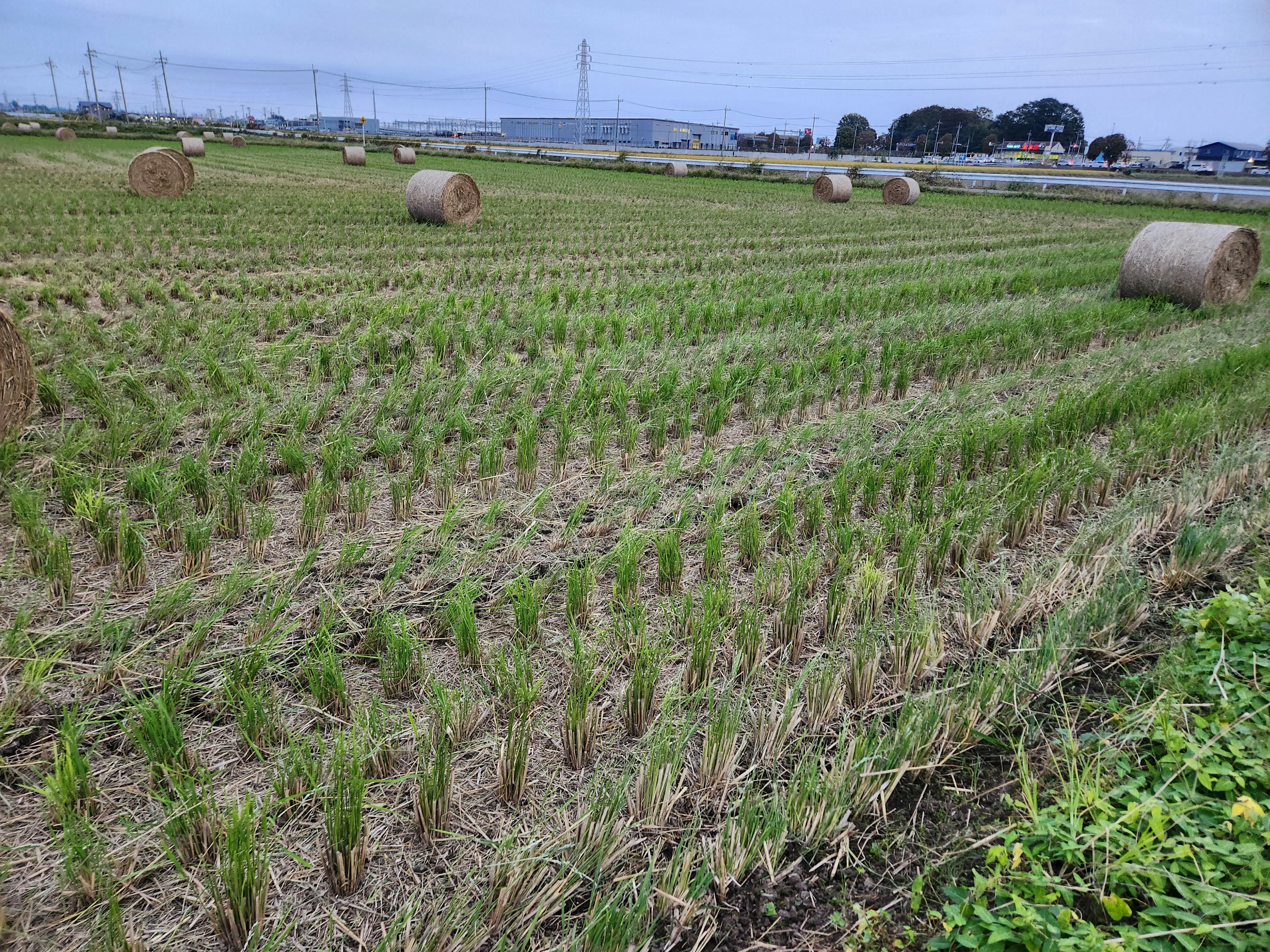 稻田里有新割的稻秧和散落的干草捆