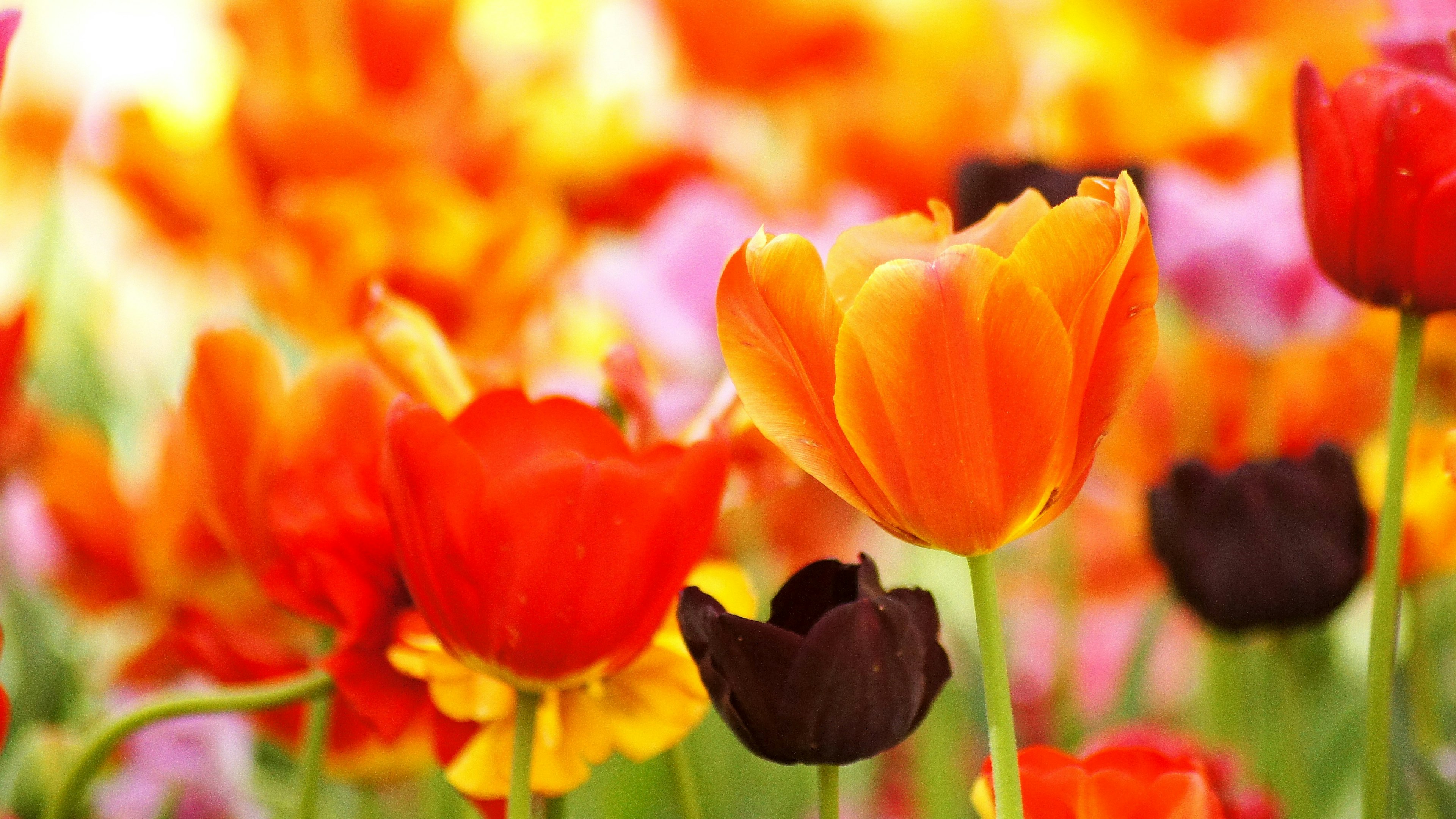 Vibrante Tulpenblumen in verschiedenen Farben, die in einem Garten blühen