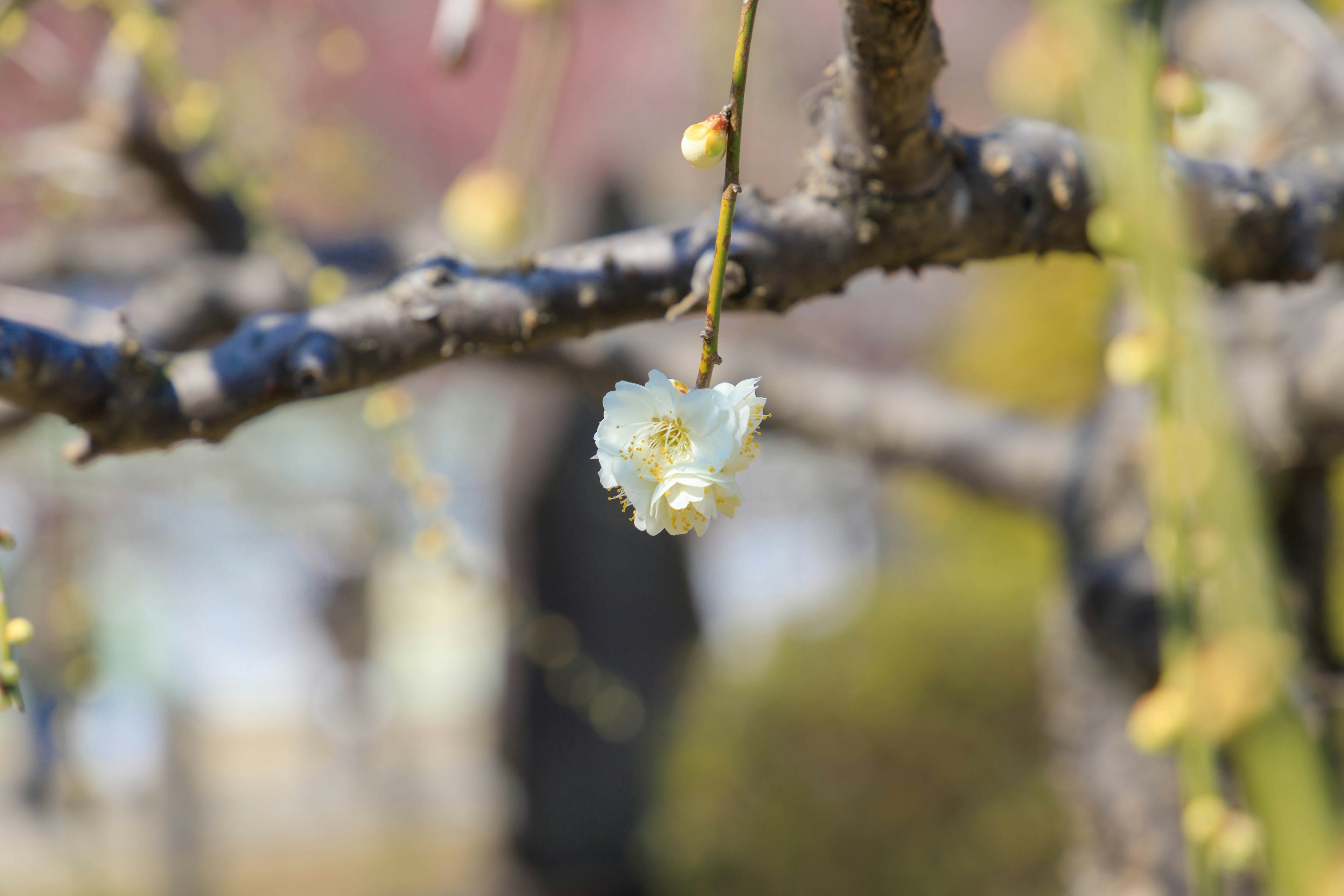 梅花在樹枝上的特寫