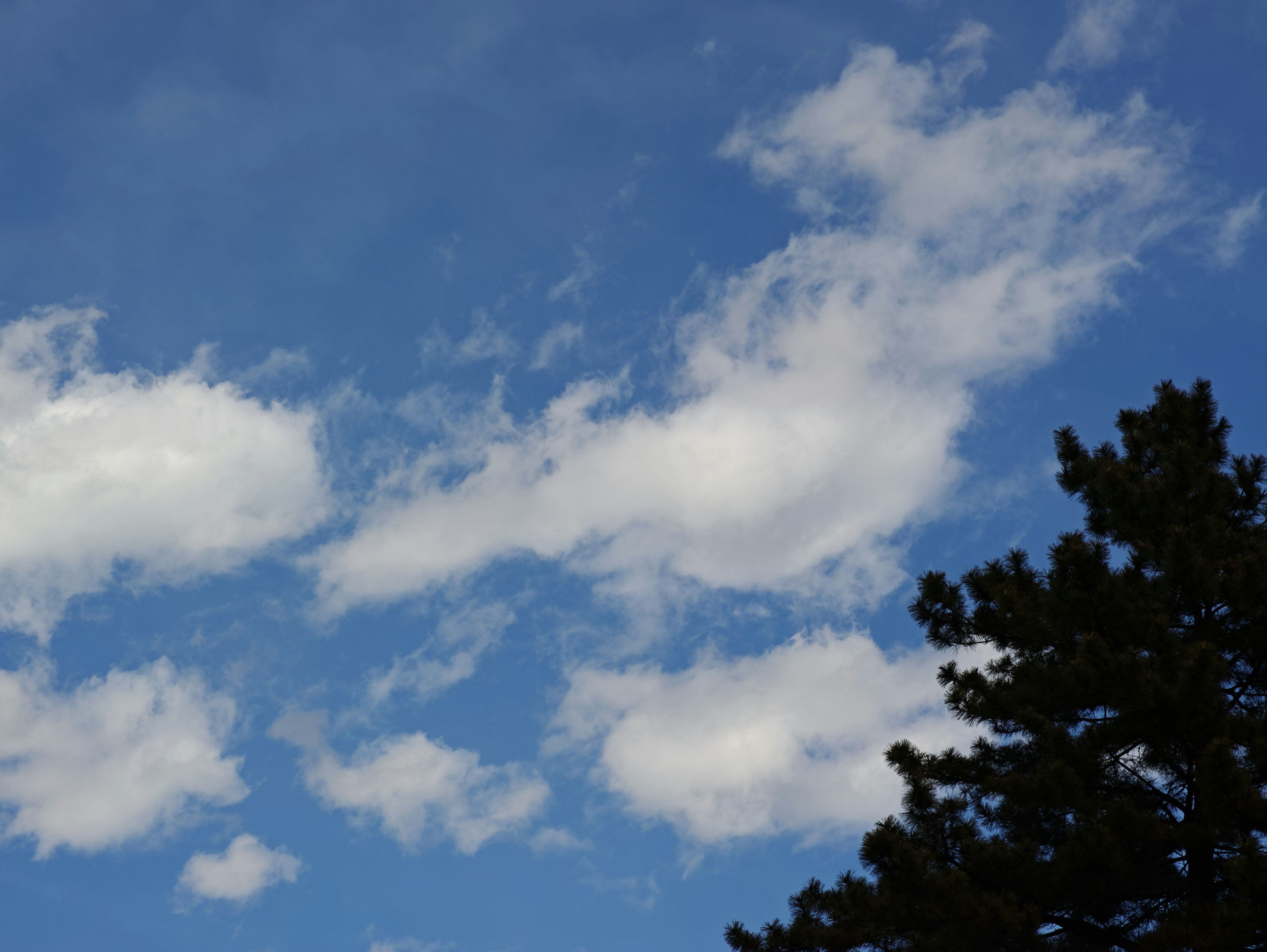 Blue sky with white clouds and green tree silhouette