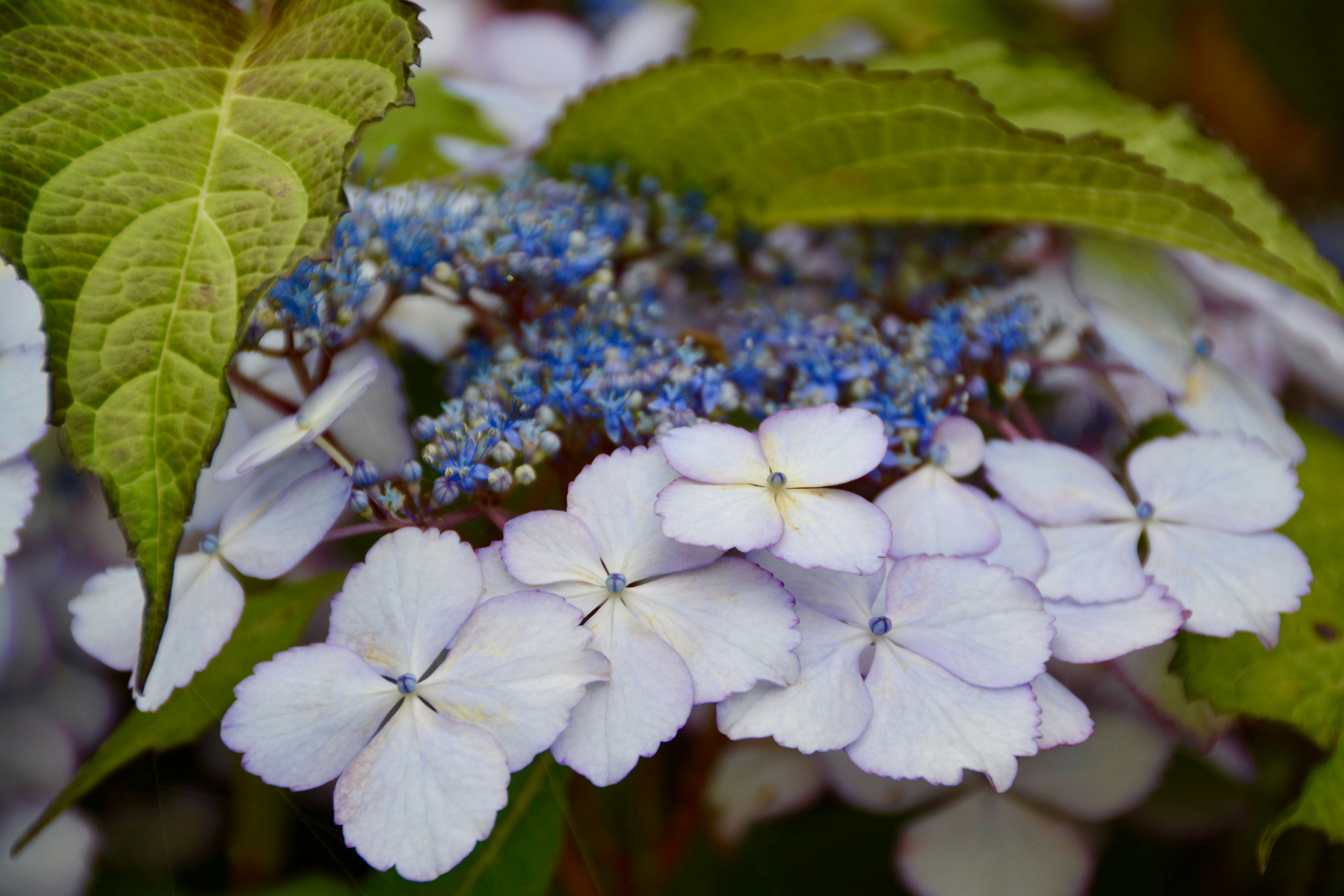 Fleurs d'hortensia blanches avec de petites fleurs bleues