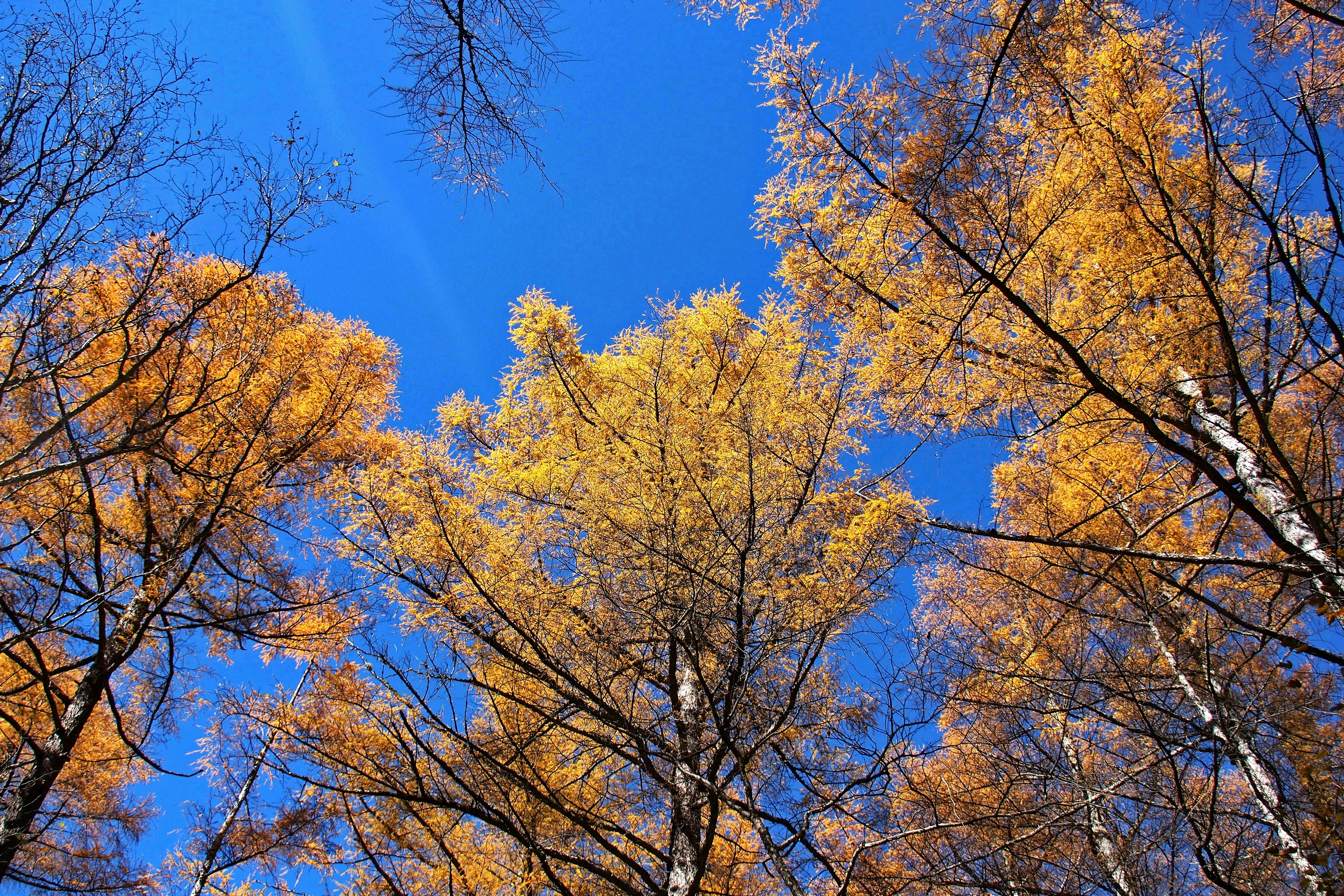 Vista de árboles con hojas amarillas contra un cielo azul