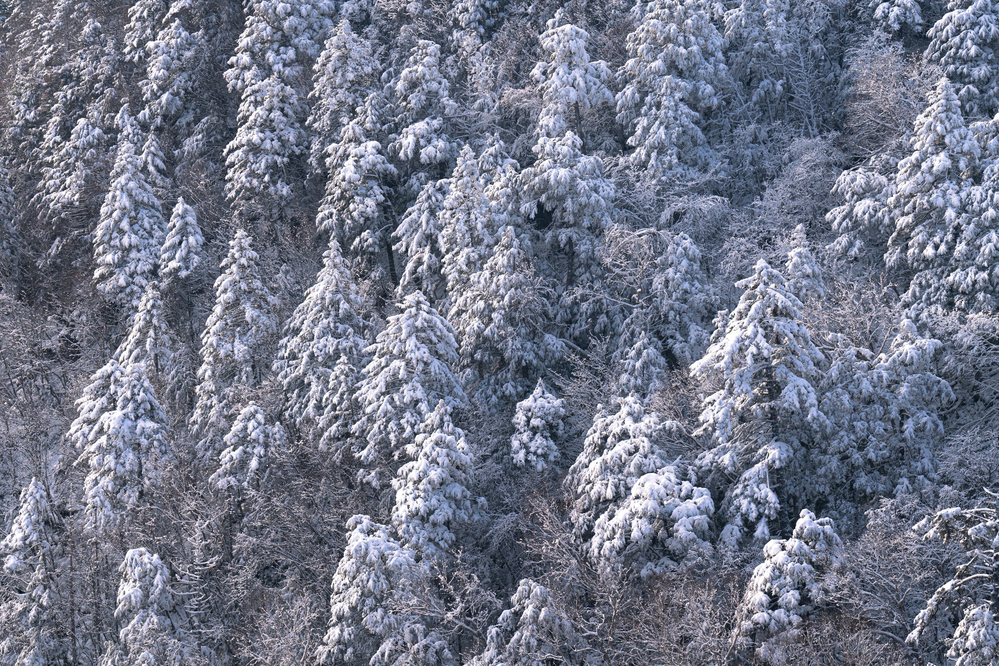 Forest of snow-covered trees showcasing winter beauty