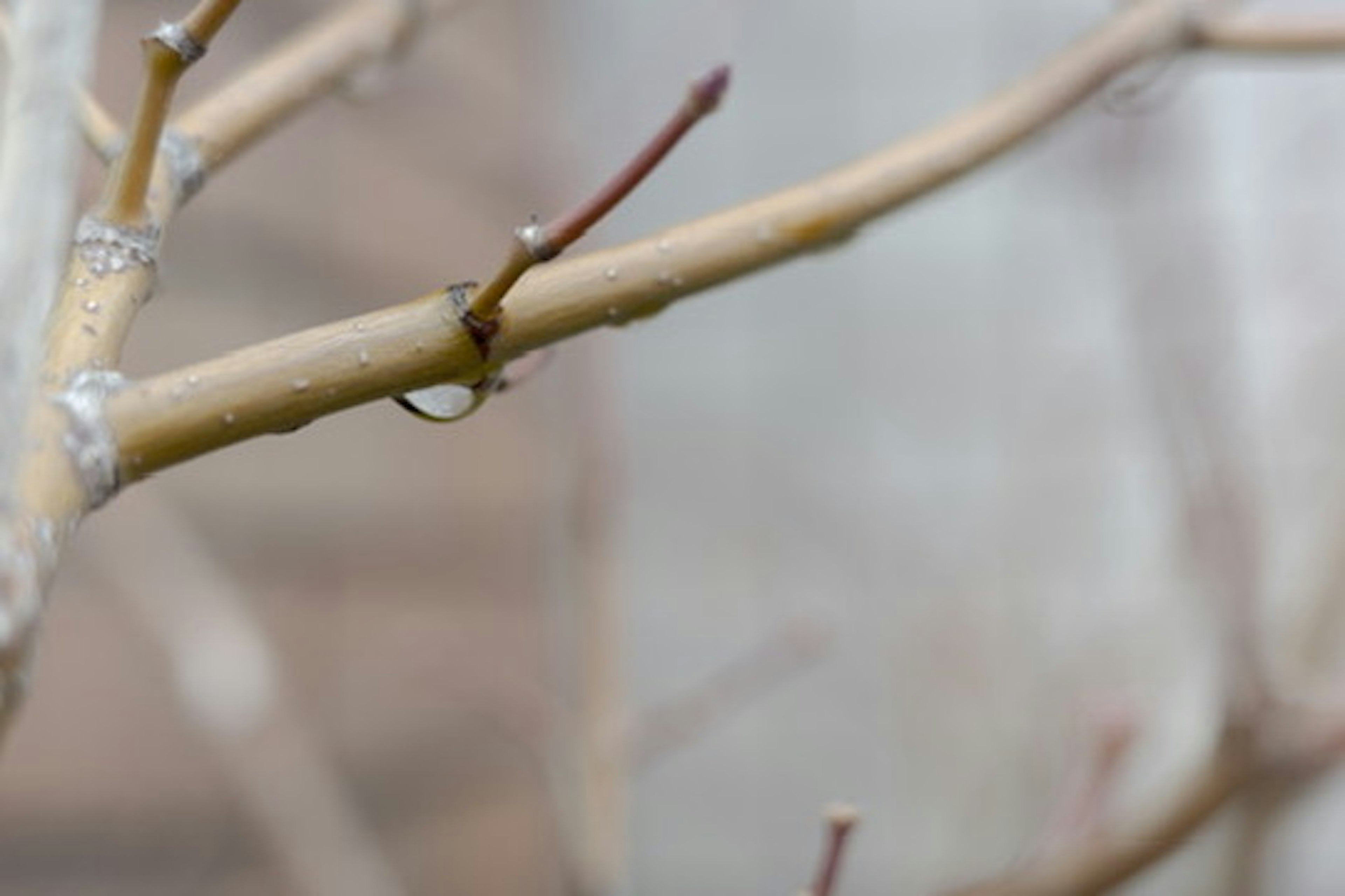 冬の枝に水滴がついている細い茶色の枝