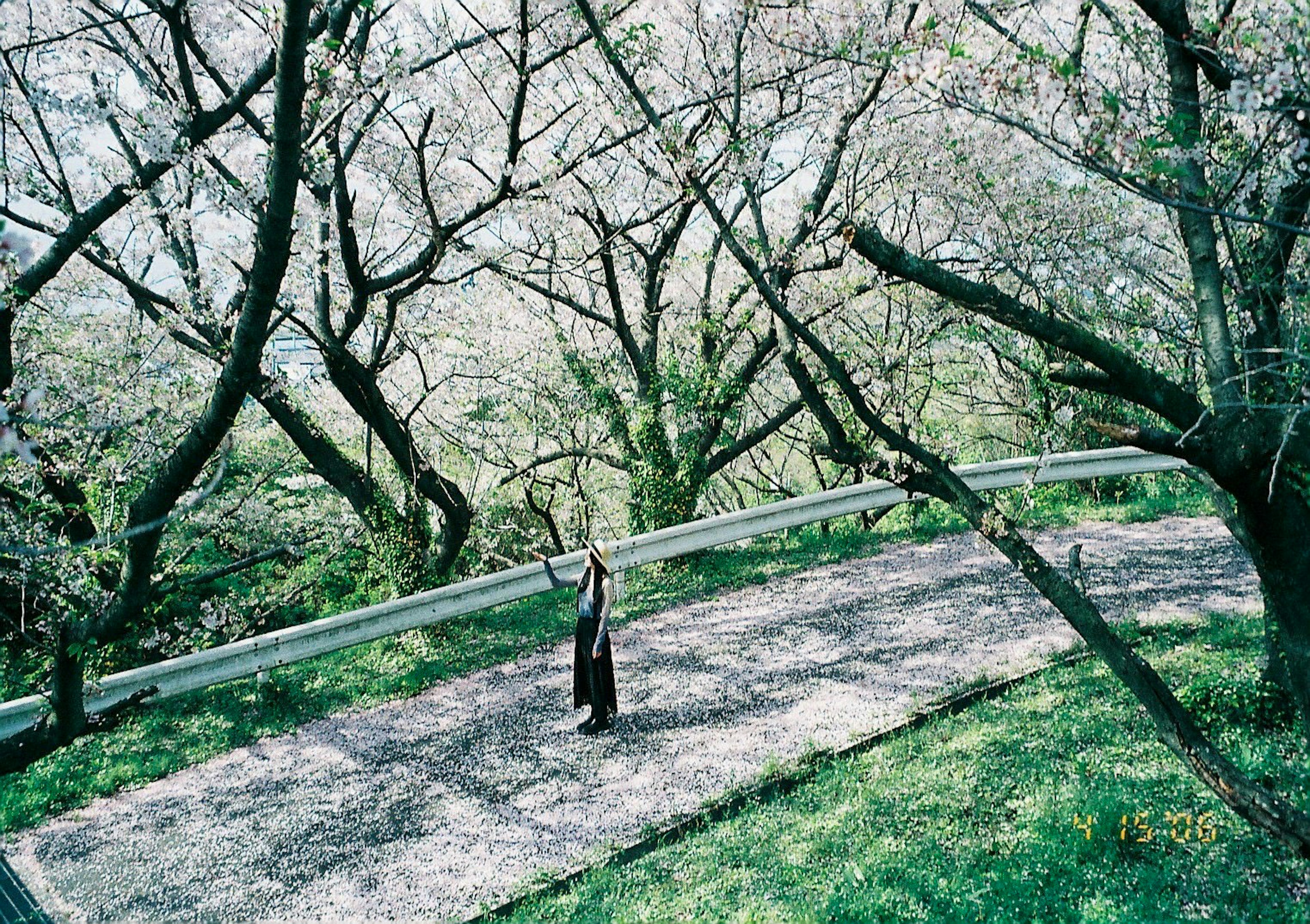 桜の木の下で立つ女性の姿 緑の草地と舗装された道が見える