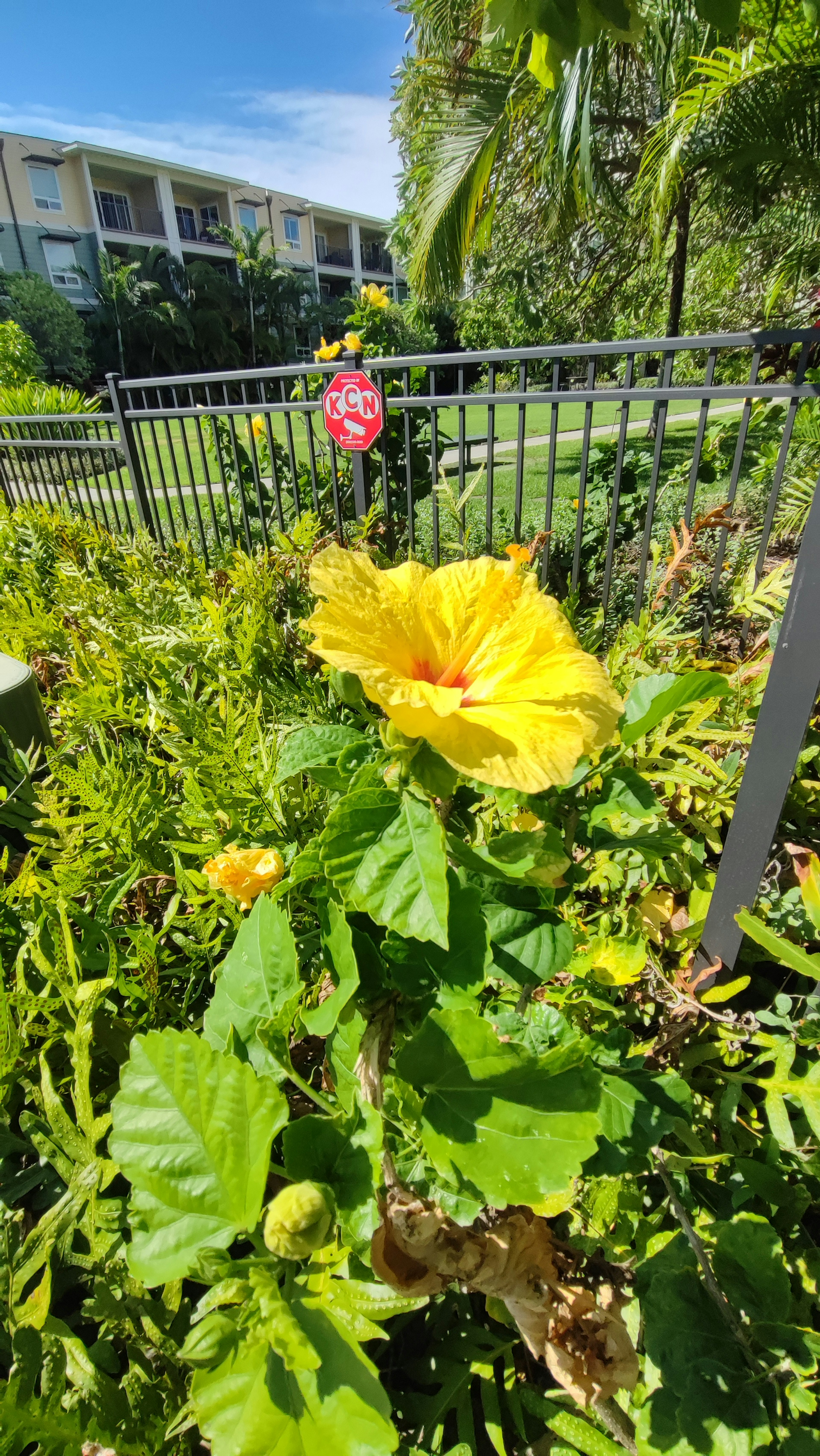 Vibrant yellow flower surrounded by green leaves in a garden