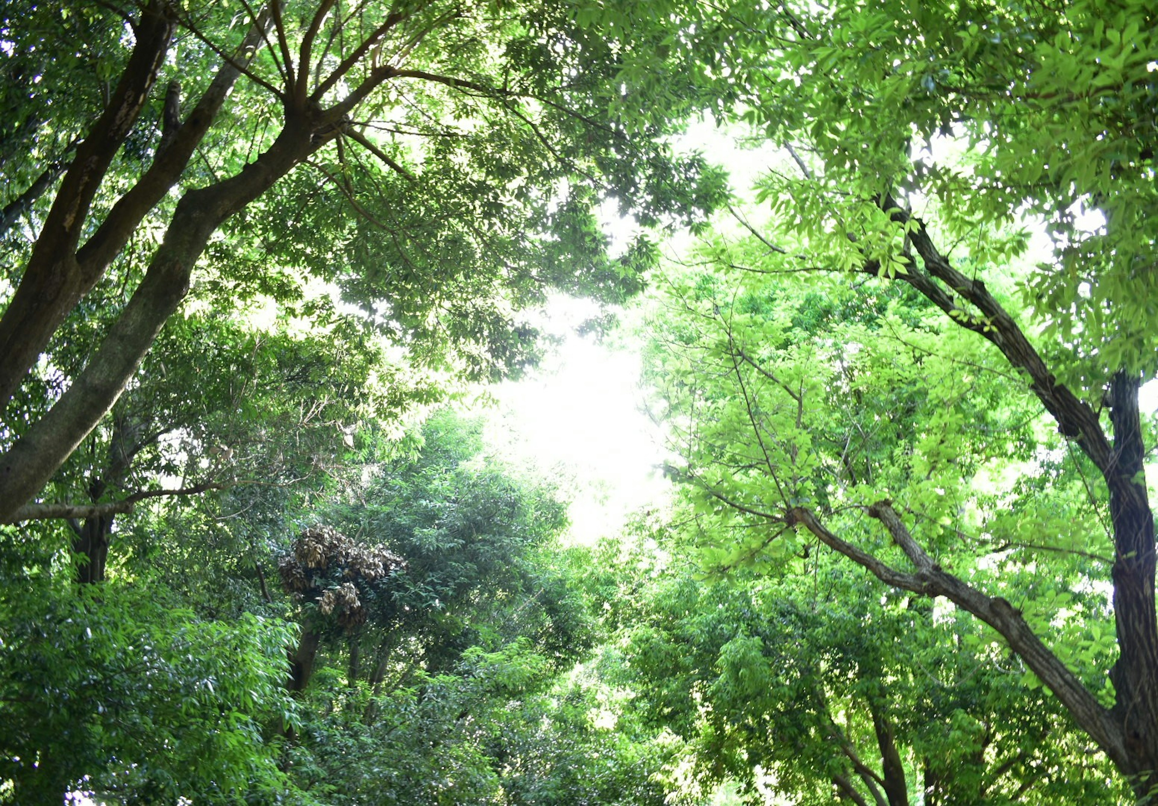 Ciel lumineux entouré d'arbres verts luxuriants