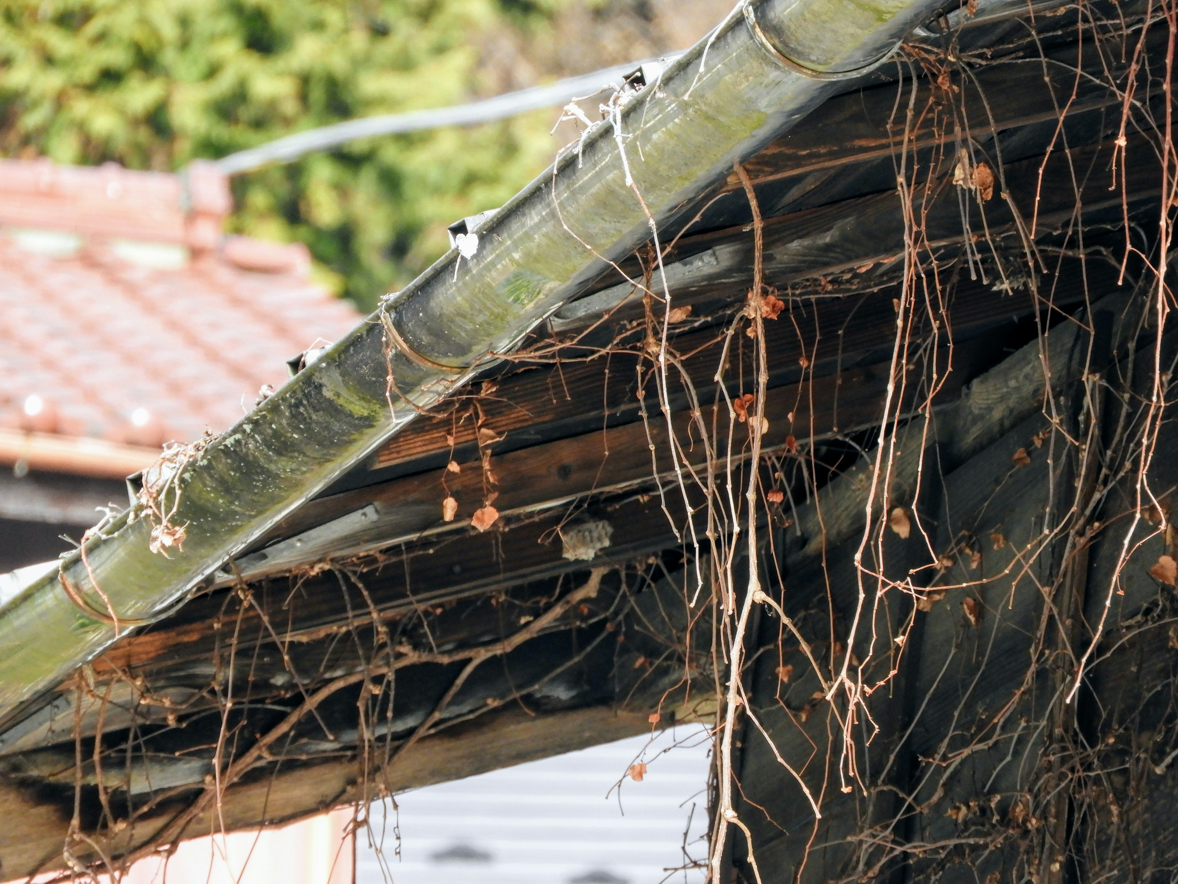 Close-up of dried vines on an old roof