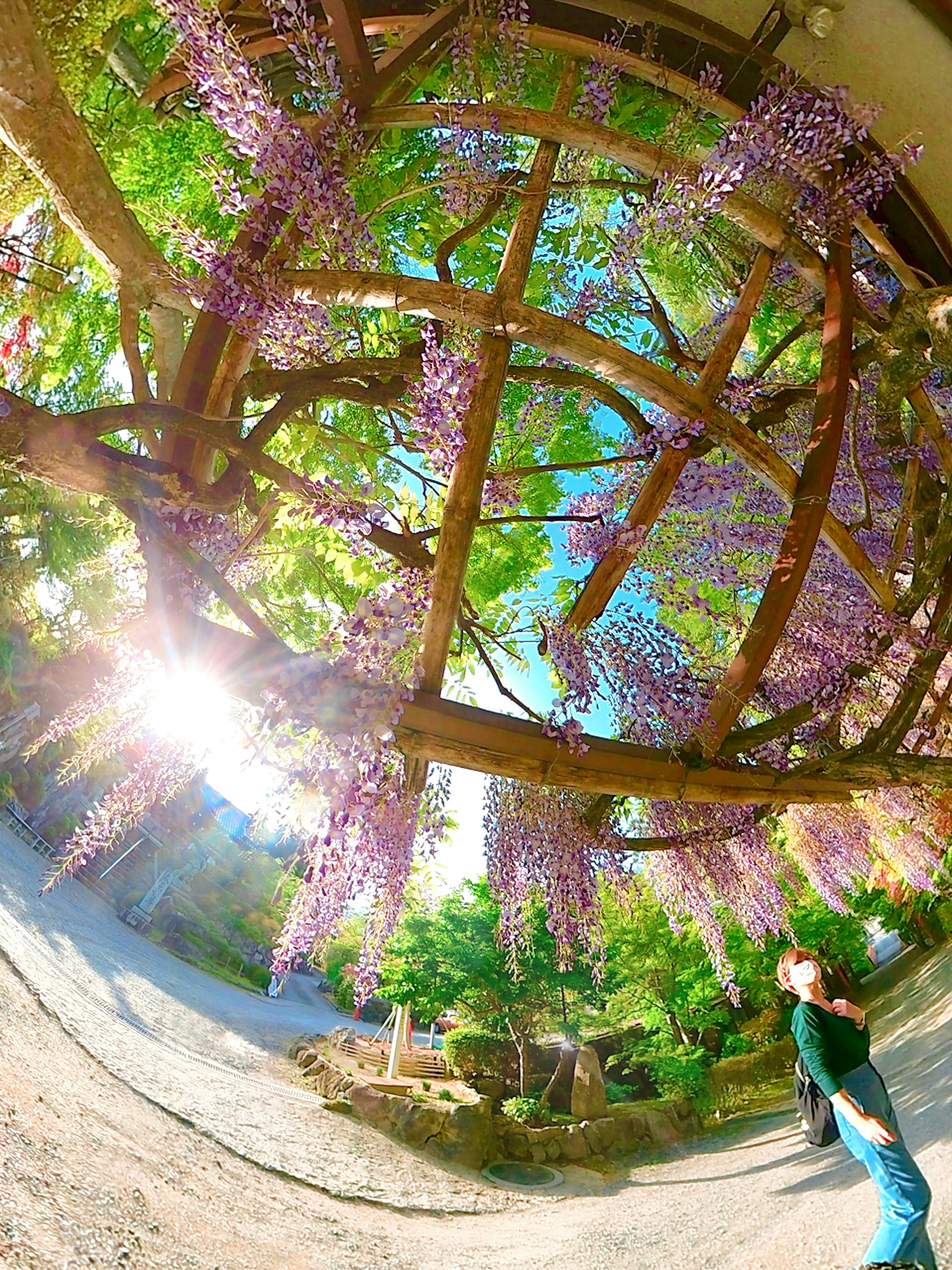 A person posing under a wooden arch adorned with purple wisteria flowers