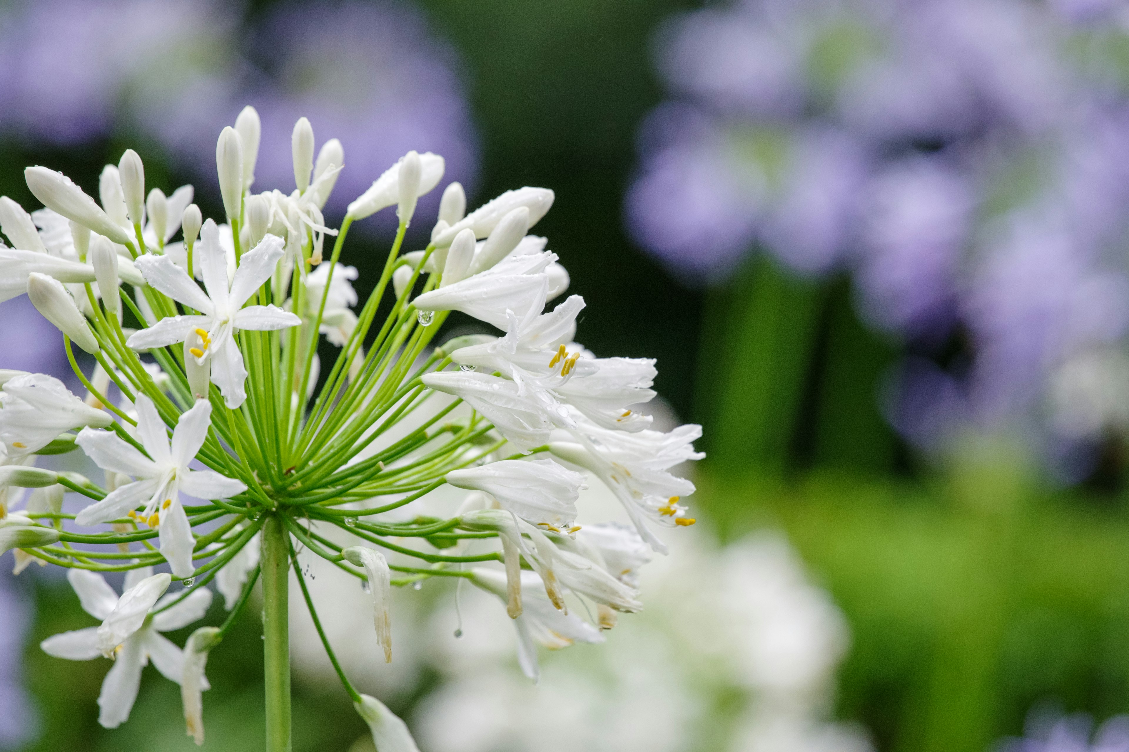 Acercamiento de una planta con flores blancas y tallos verdes