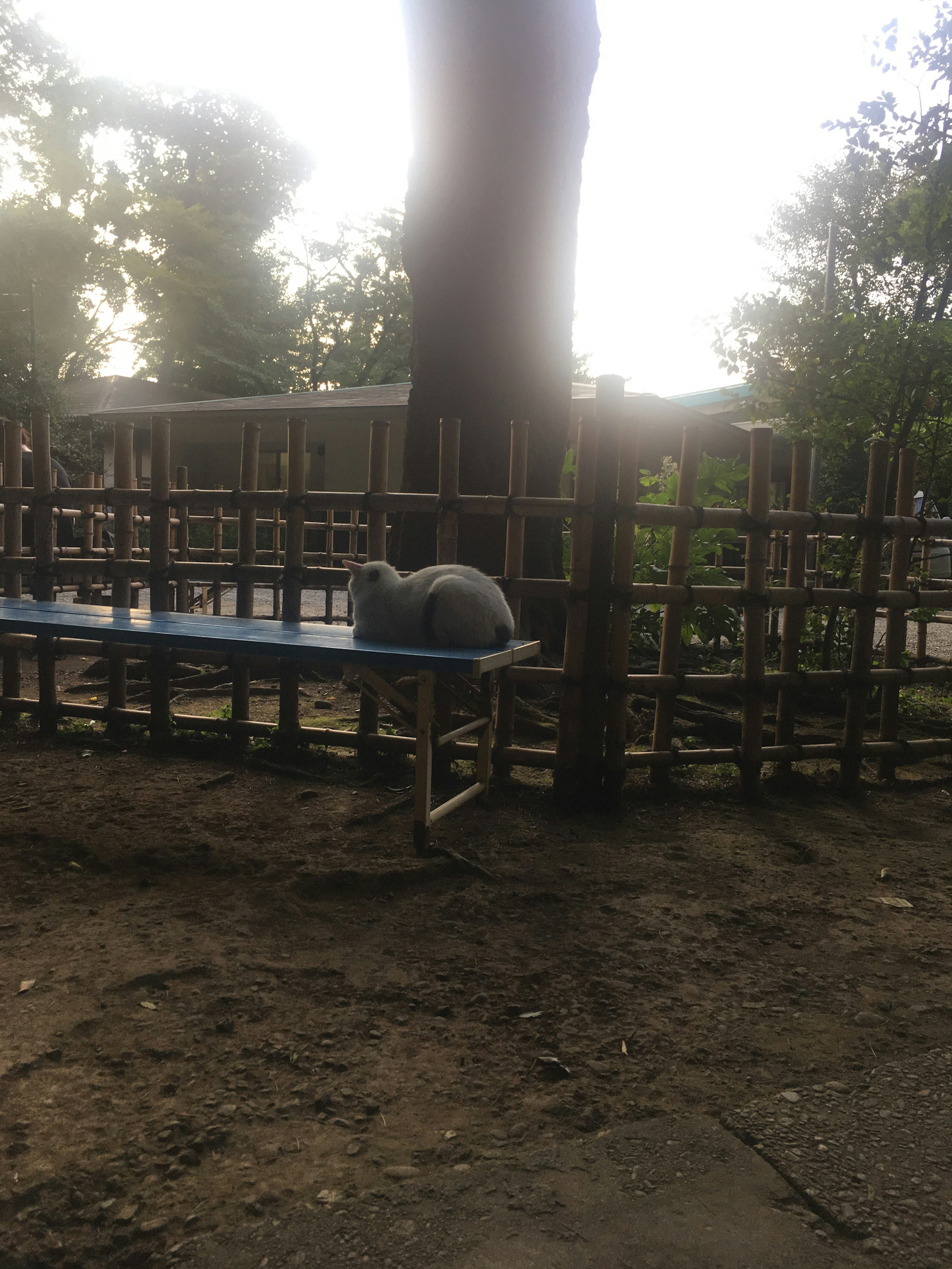 Un gato gris acostado sobre una mesa azul cerca de un árbol